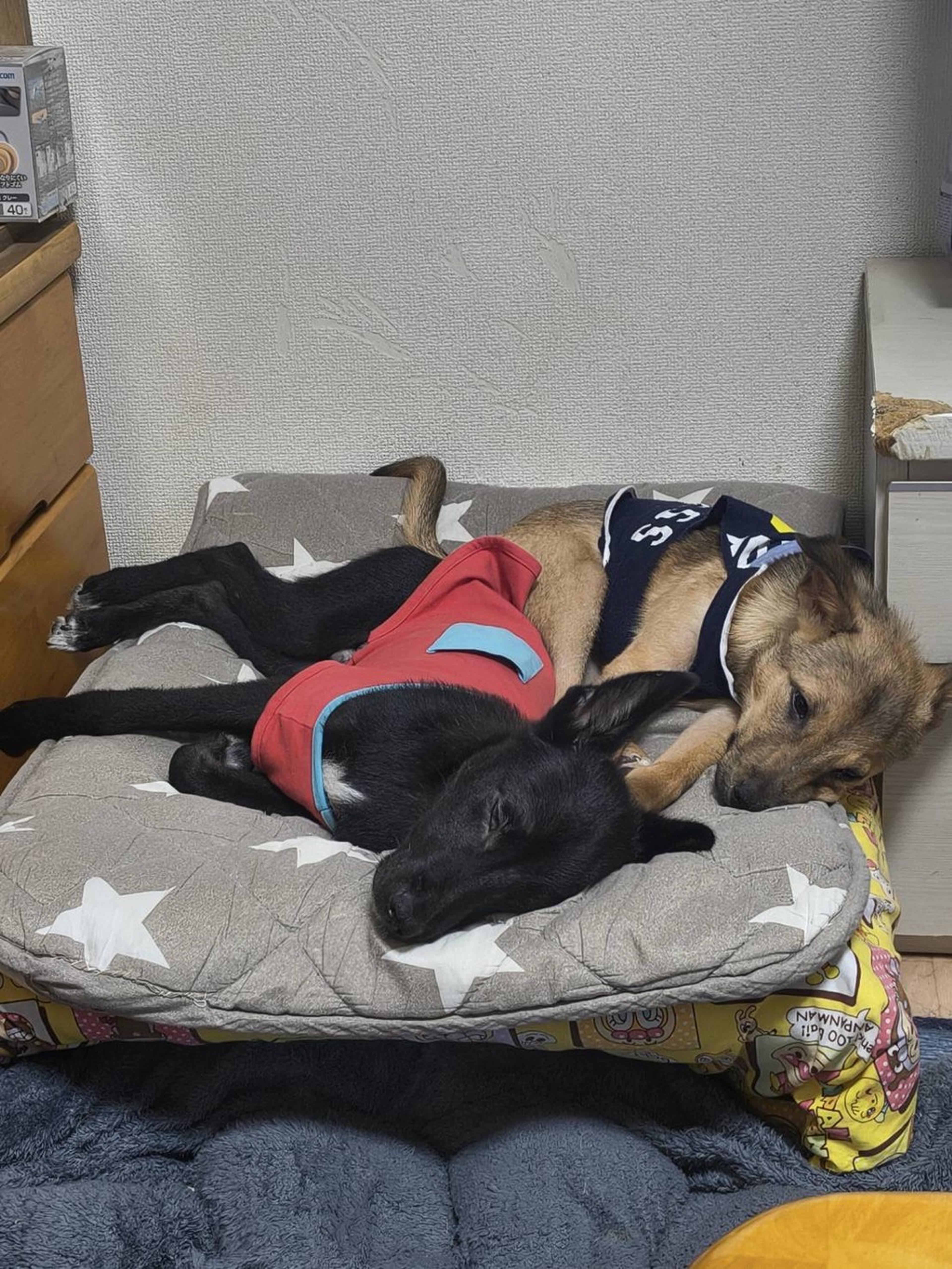 pet-image-4