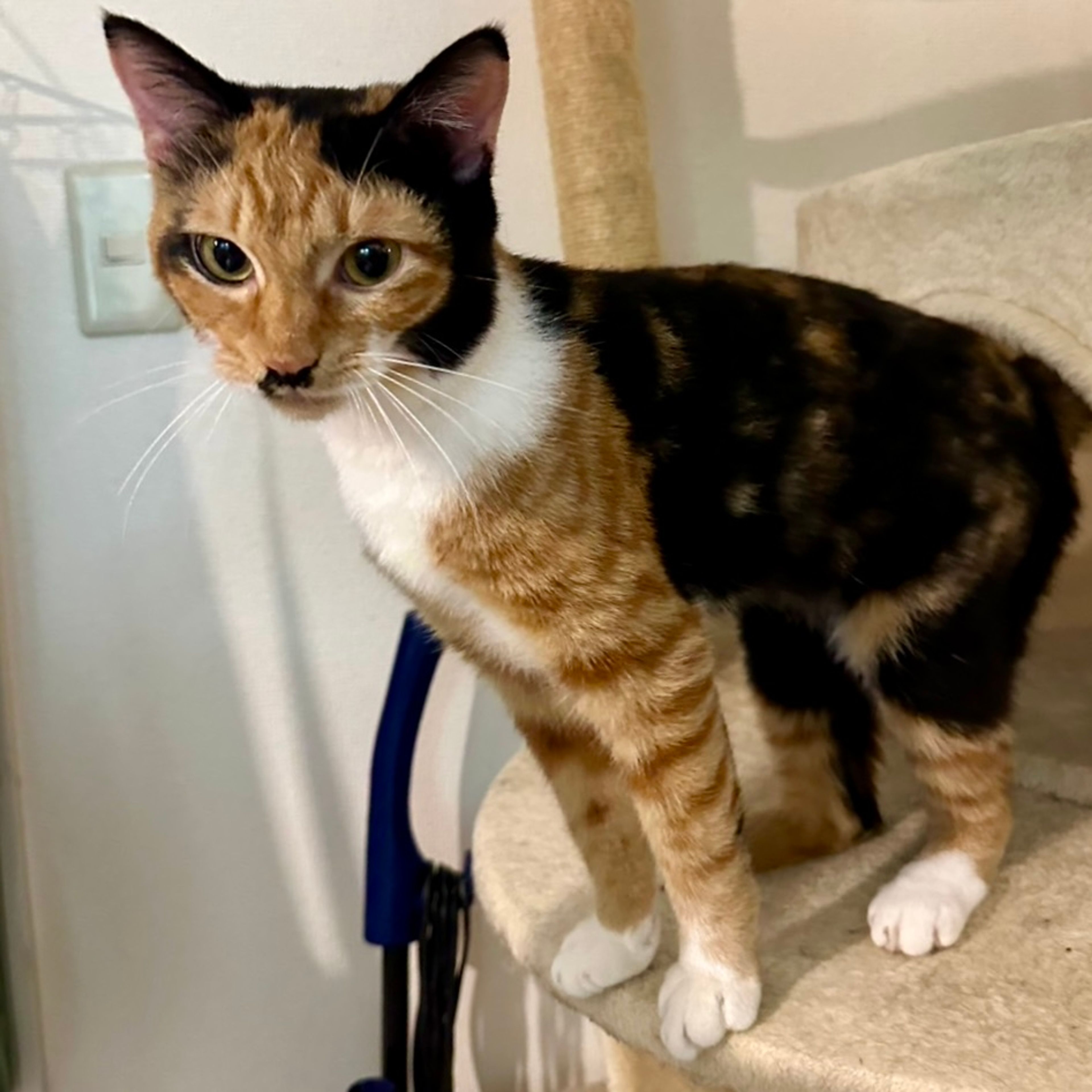 pet-image-2