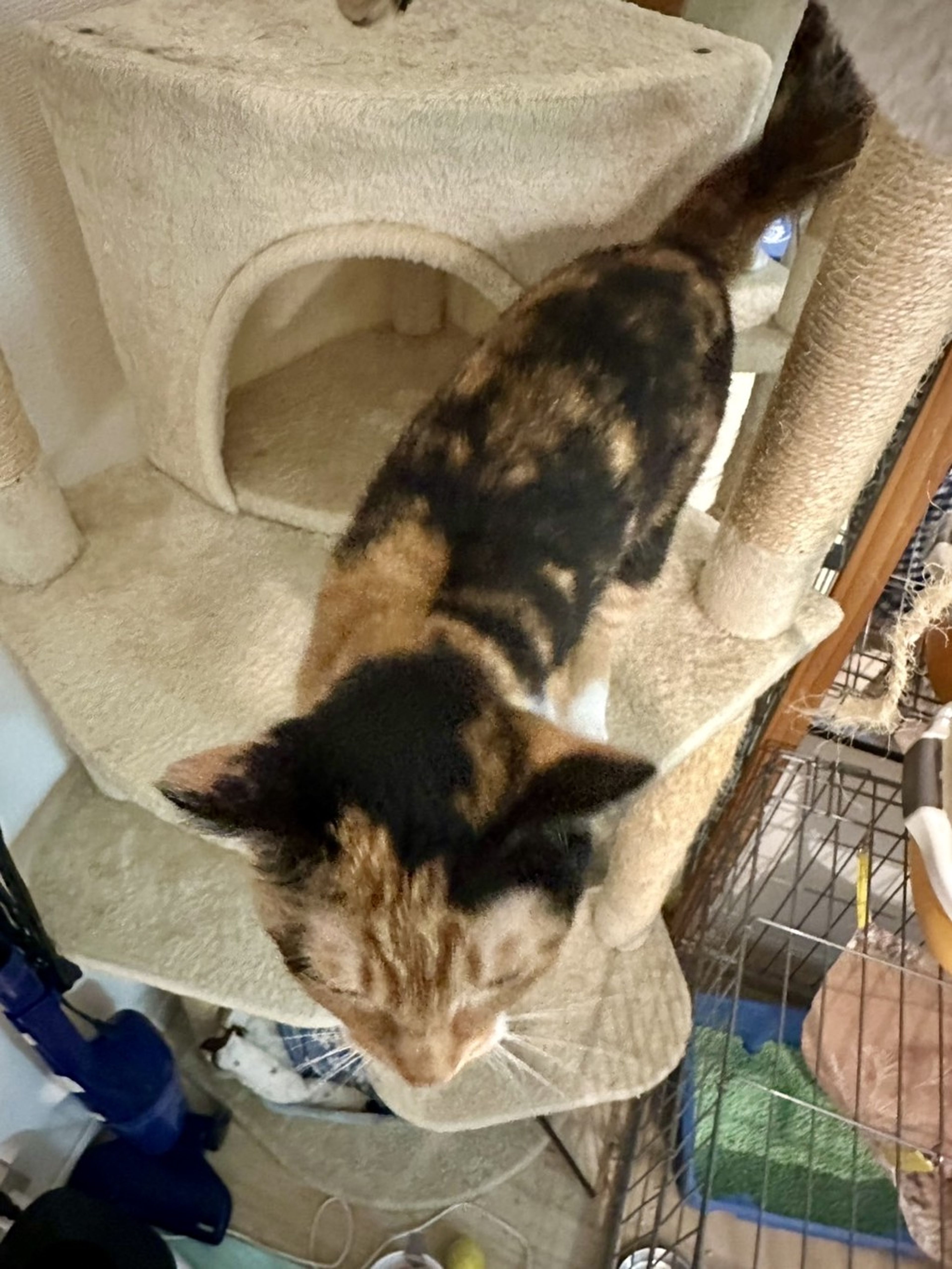 pet-image-4
