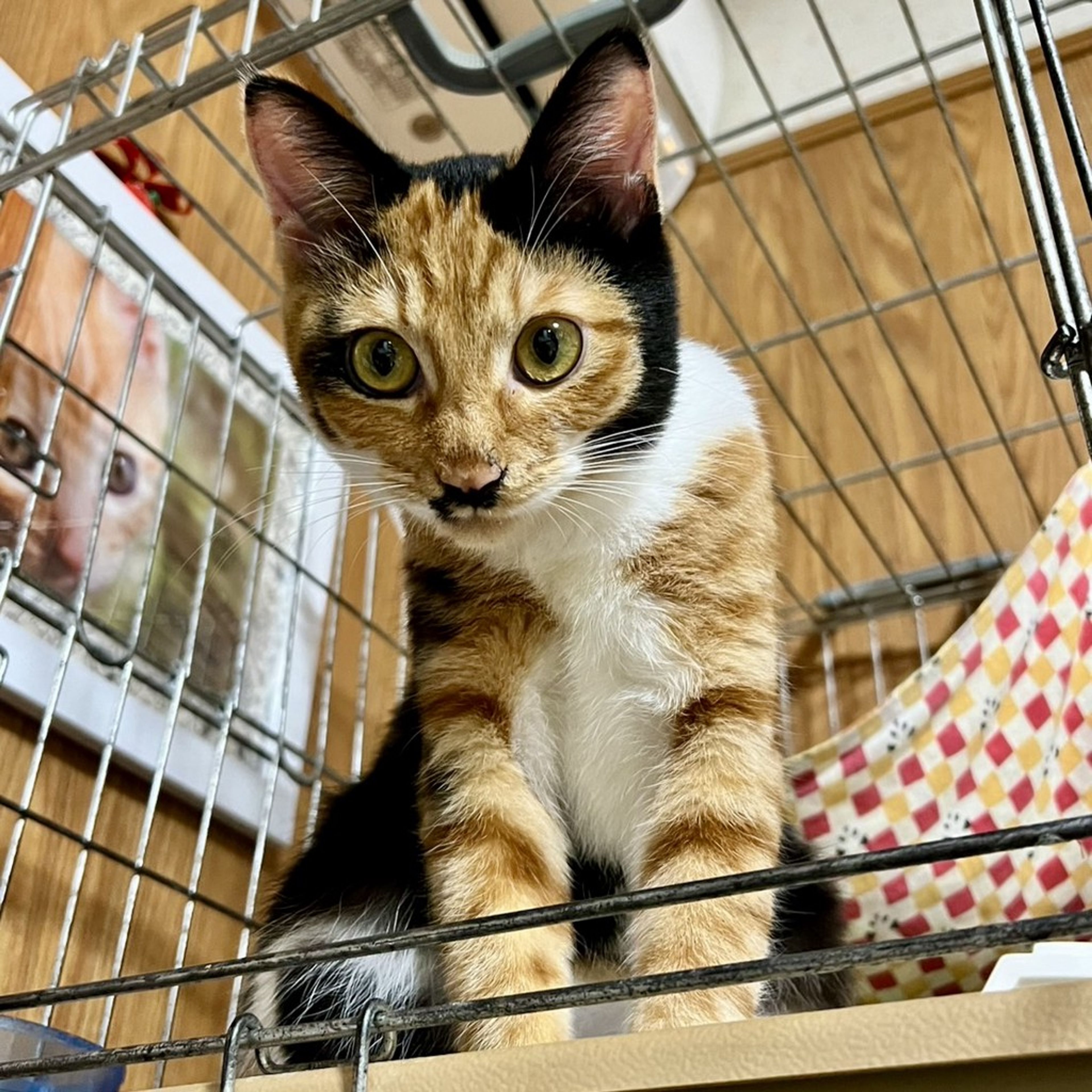 pet-image-5