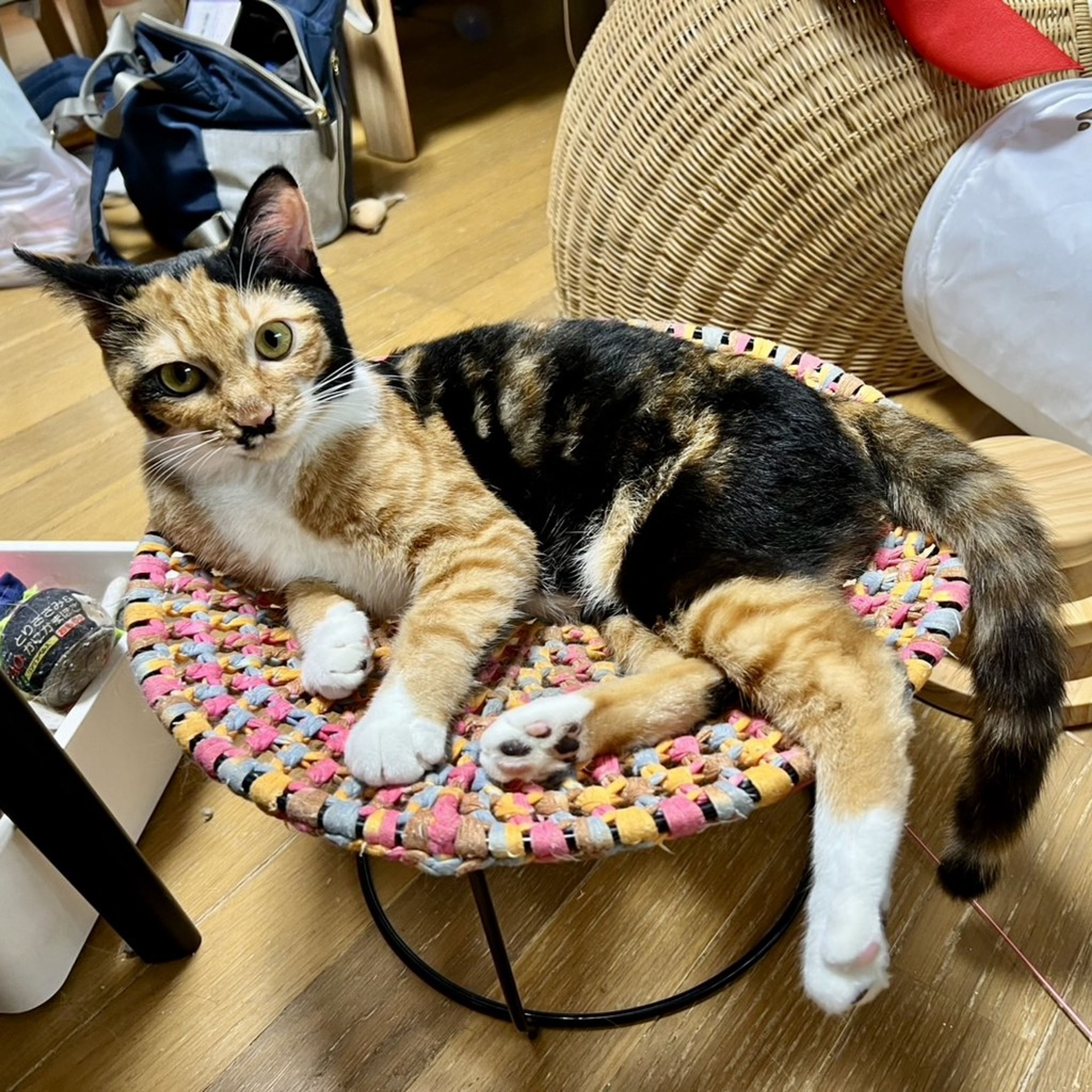 pet-image-6