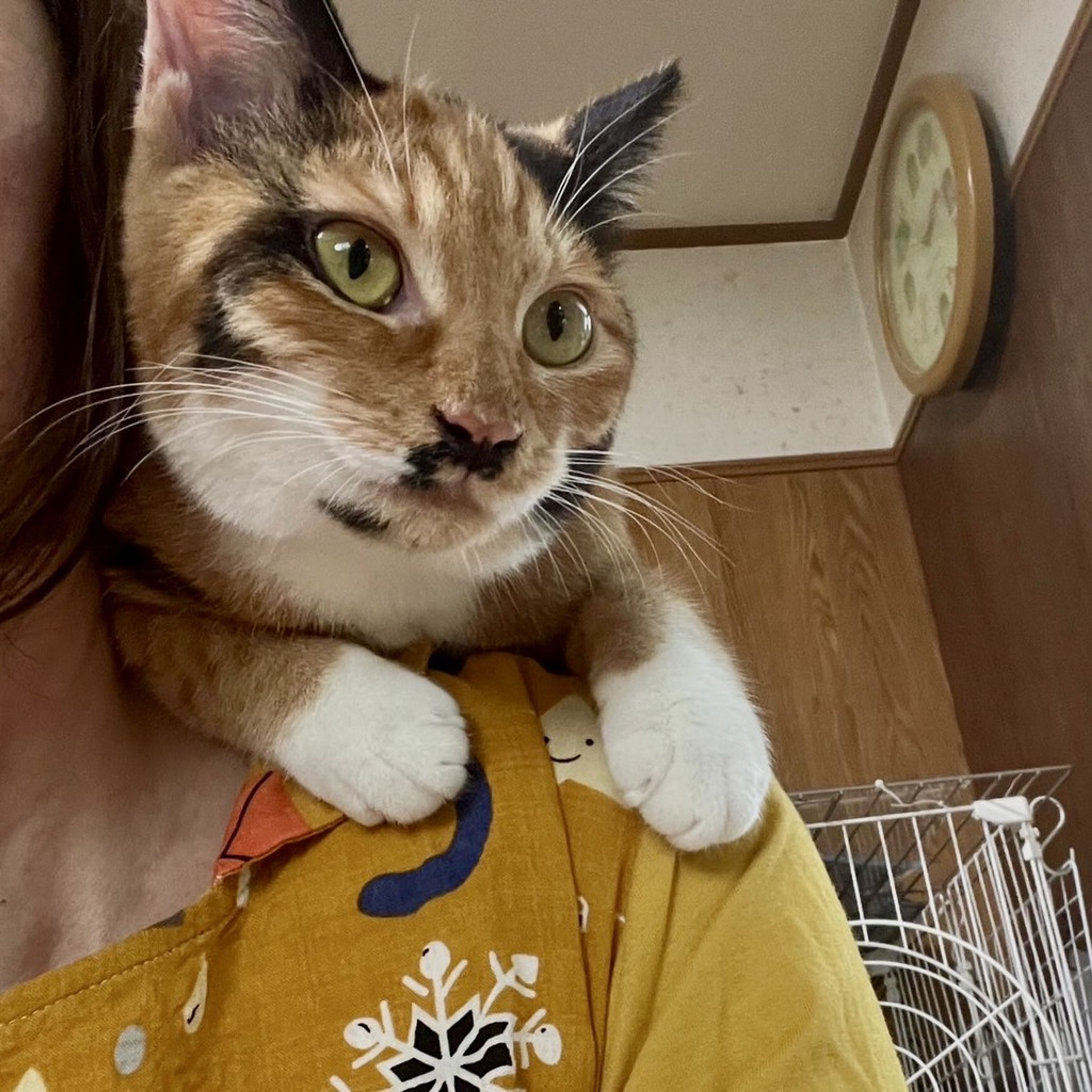 pet-image-7