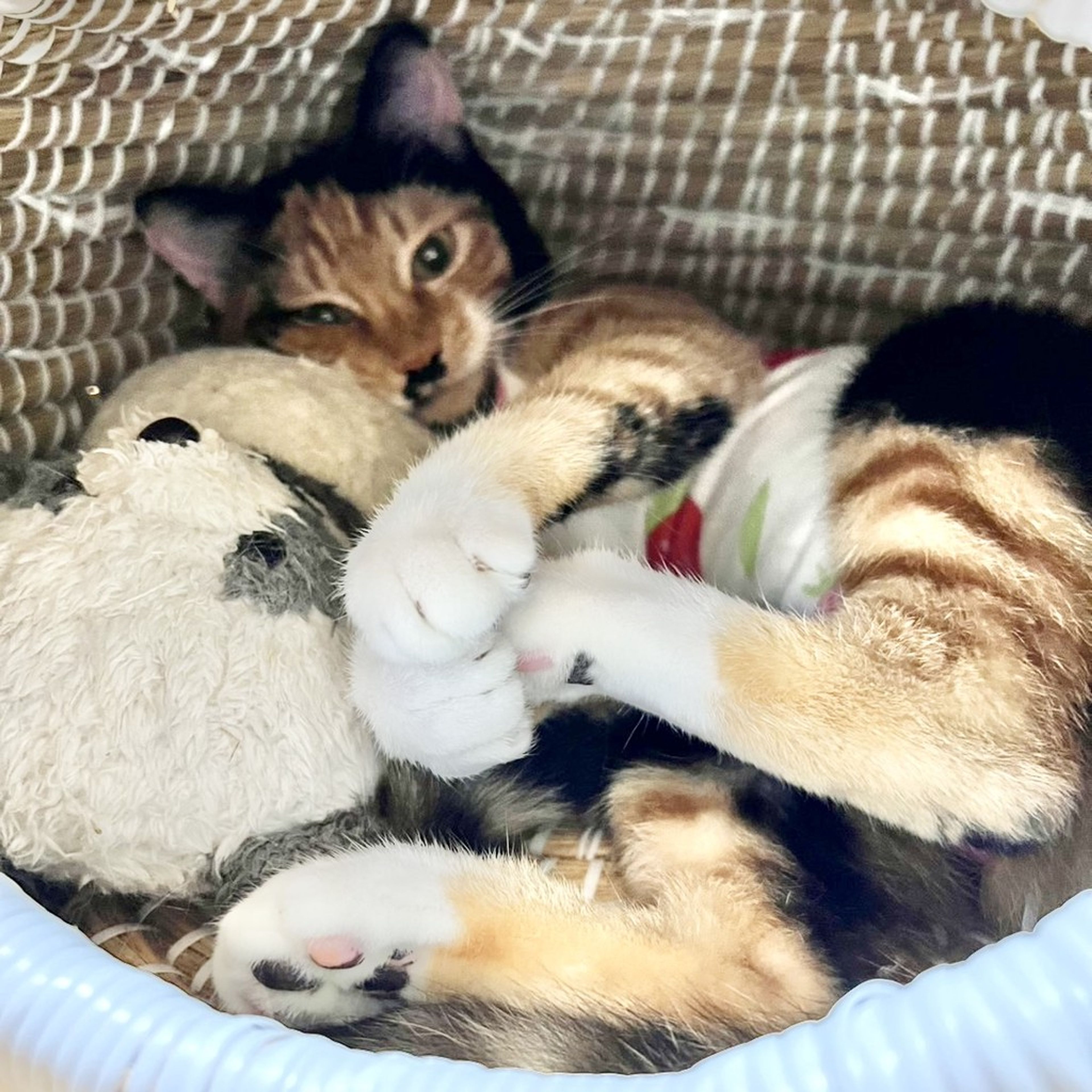 pet-image-8