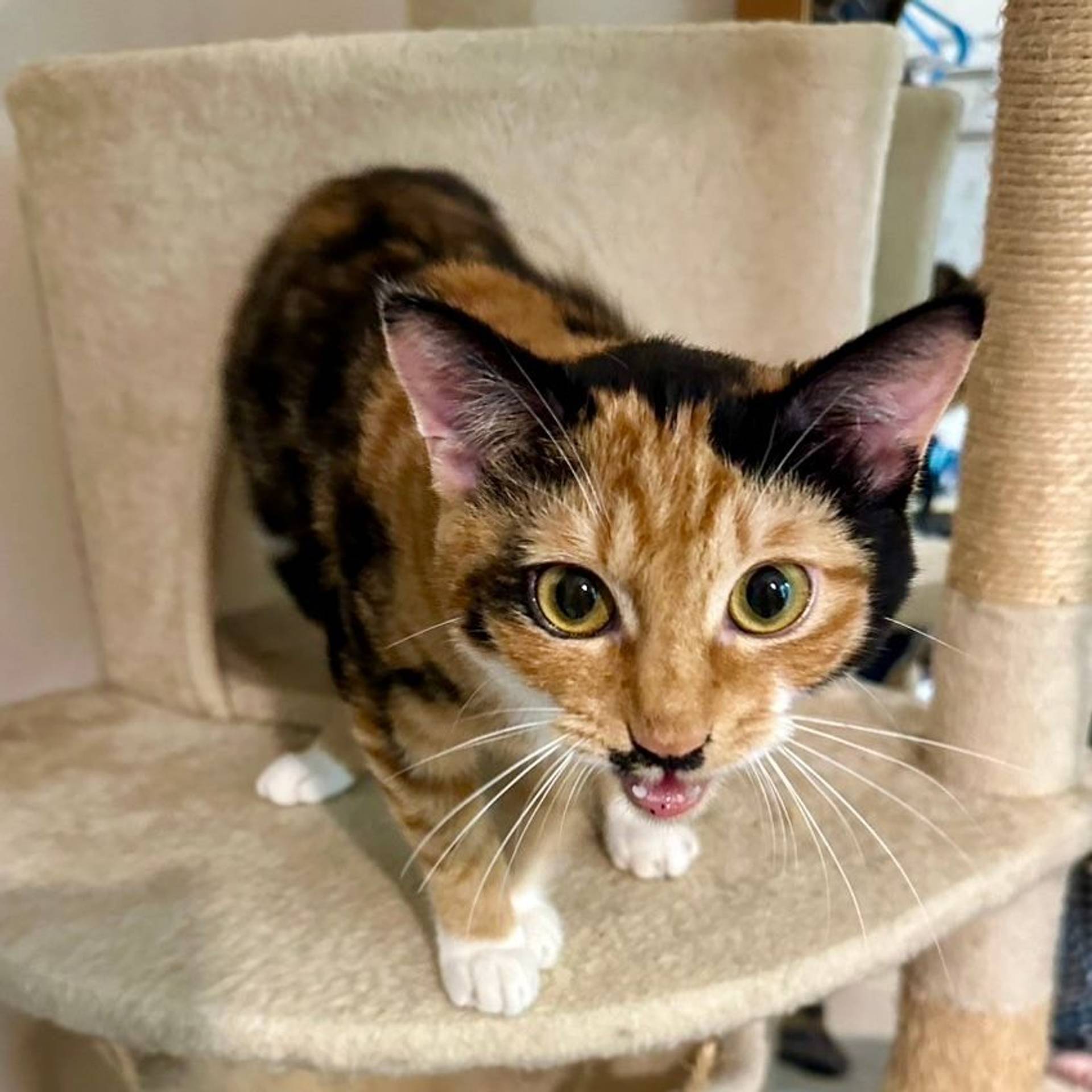 雑種（ミックス猫）・メスの里親募集の写真