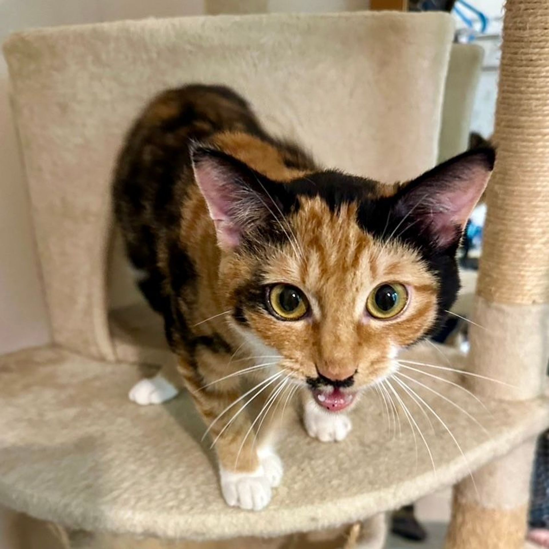 雑種（ミックス猫）・メスの里親募集の写真