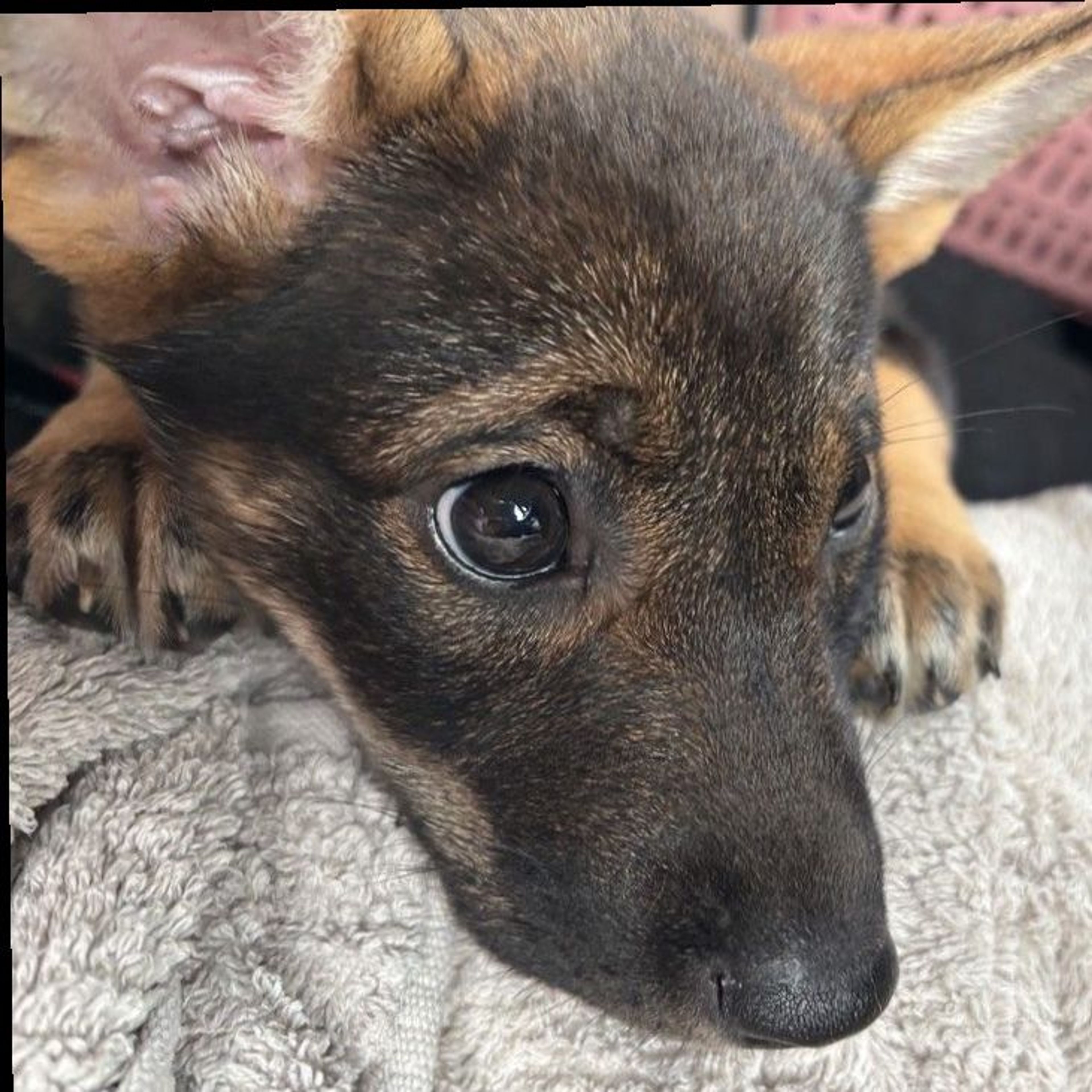 雑種（ミックス犬）・メスの里親募集の写真
