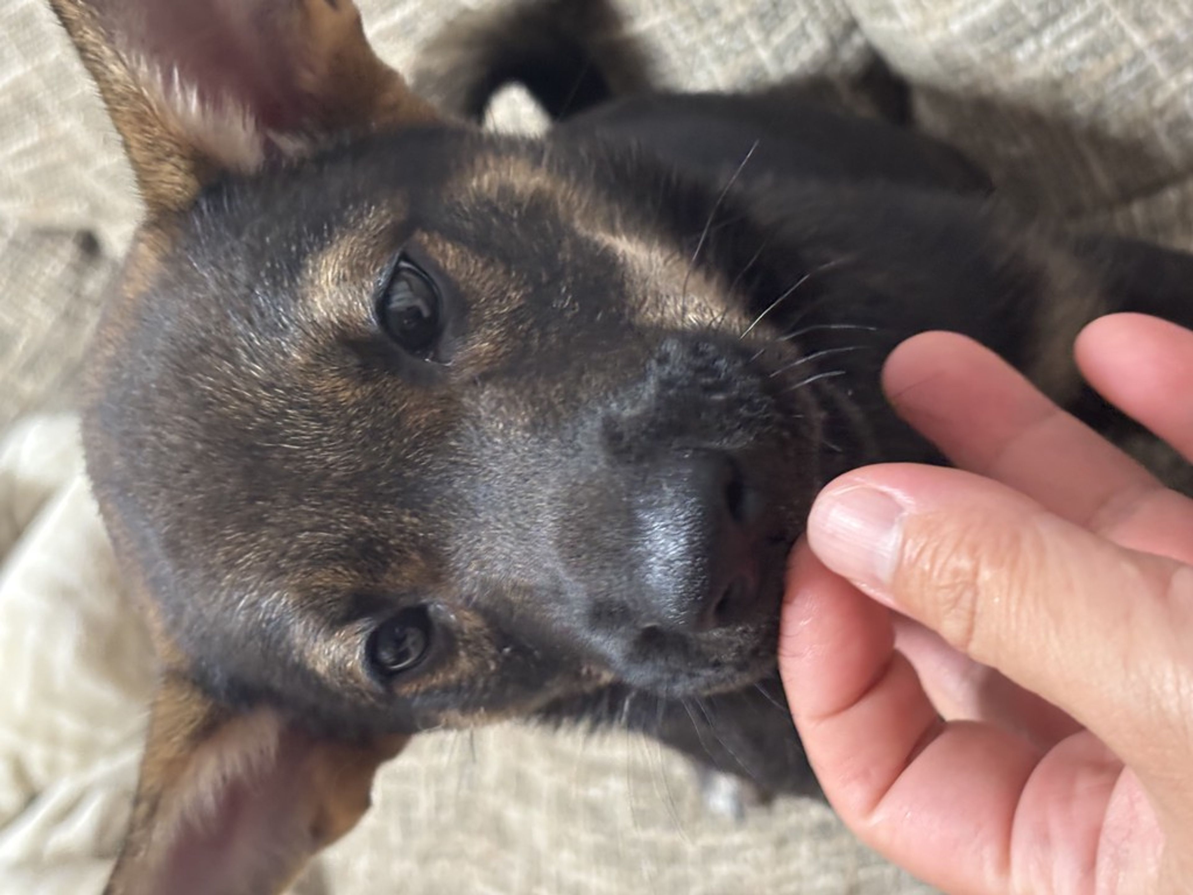 pet-image-5