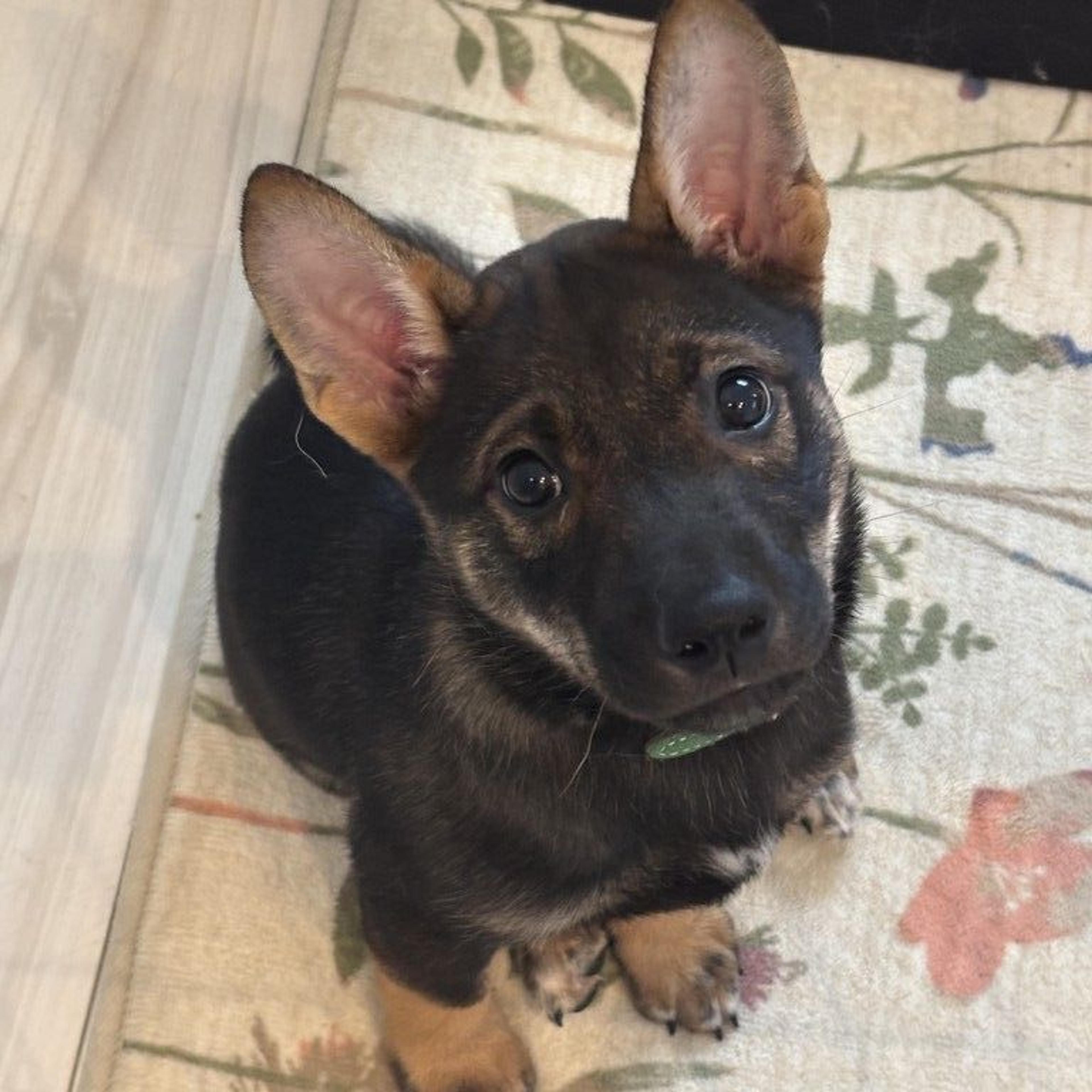 pet-image-2