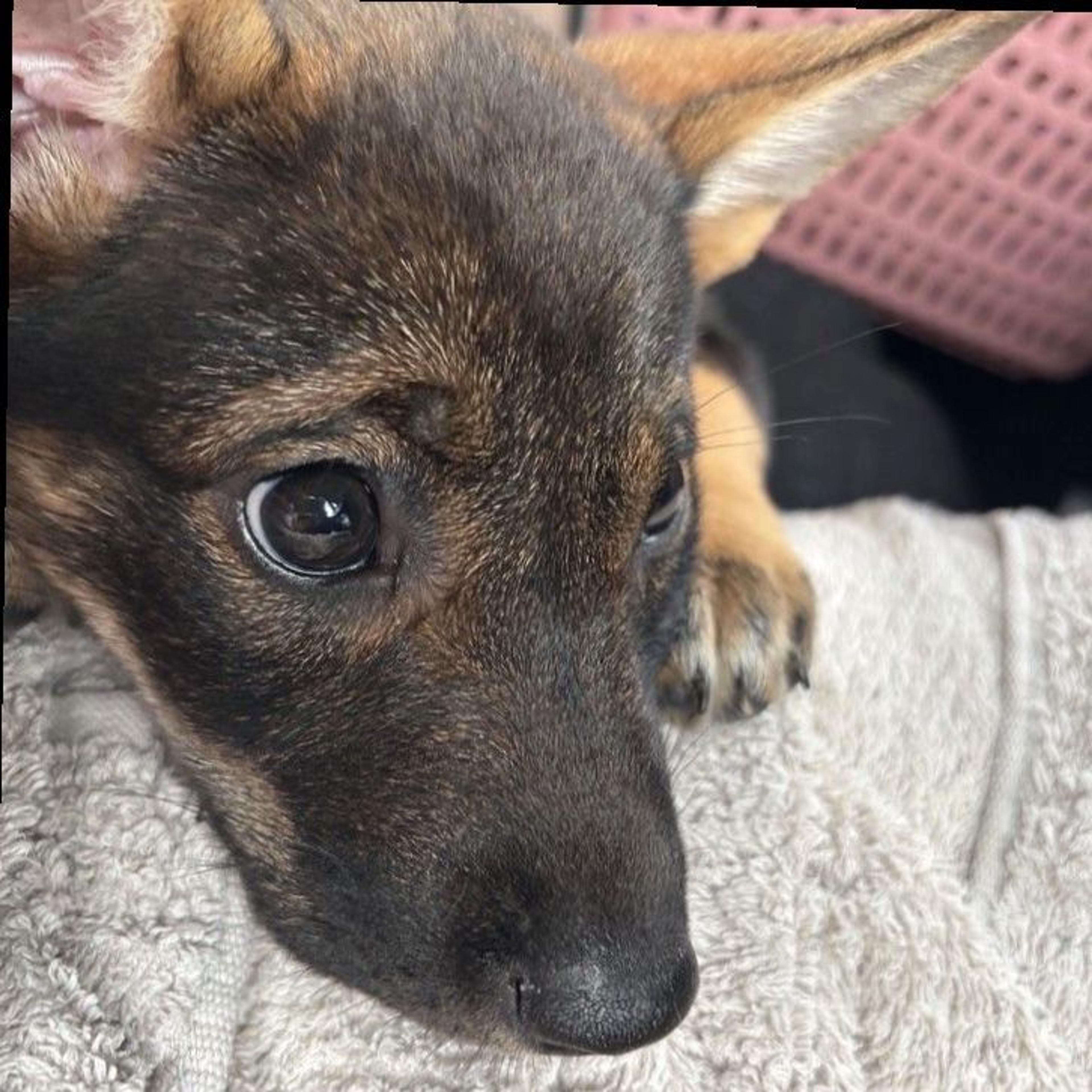 pet-image-3