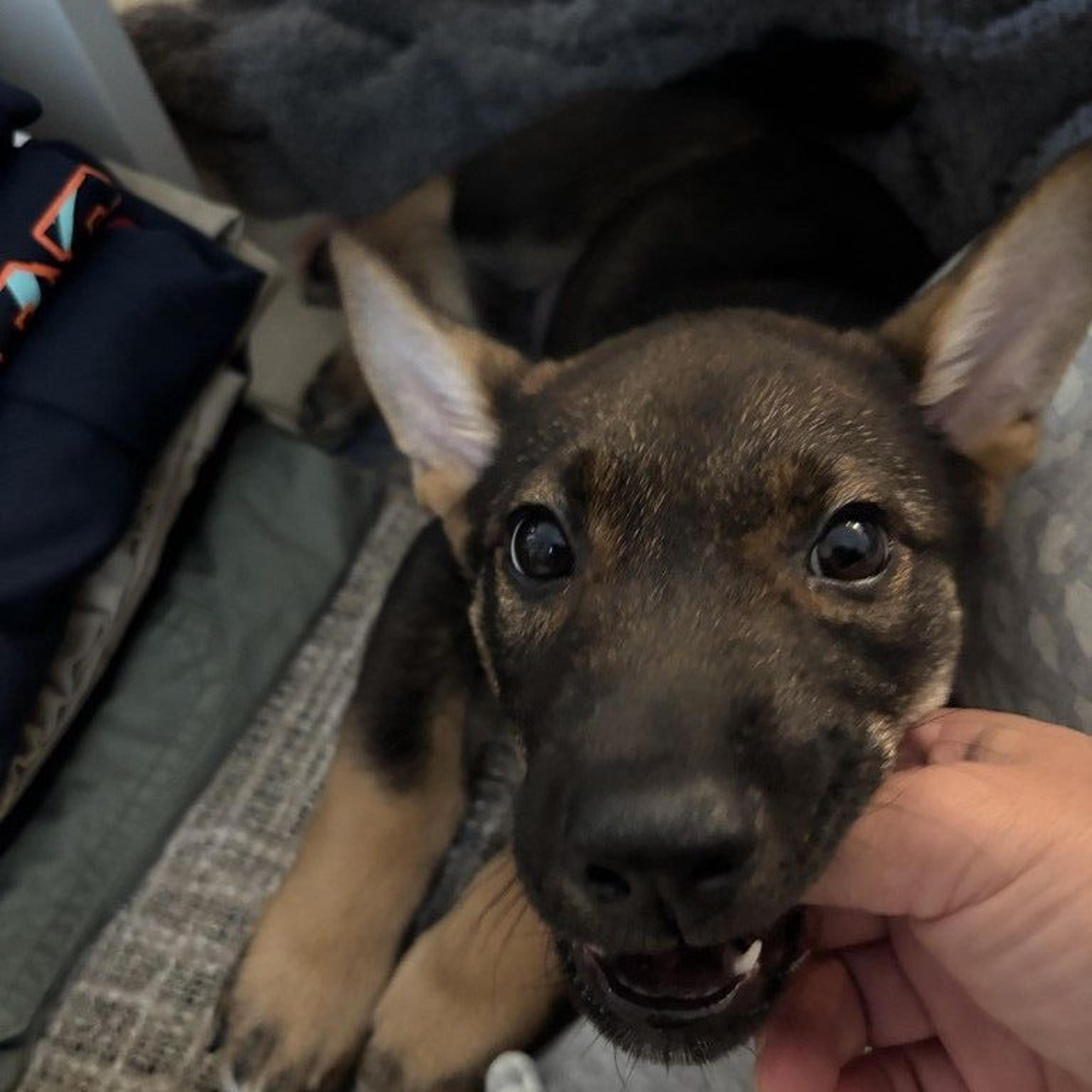 pet-image-6