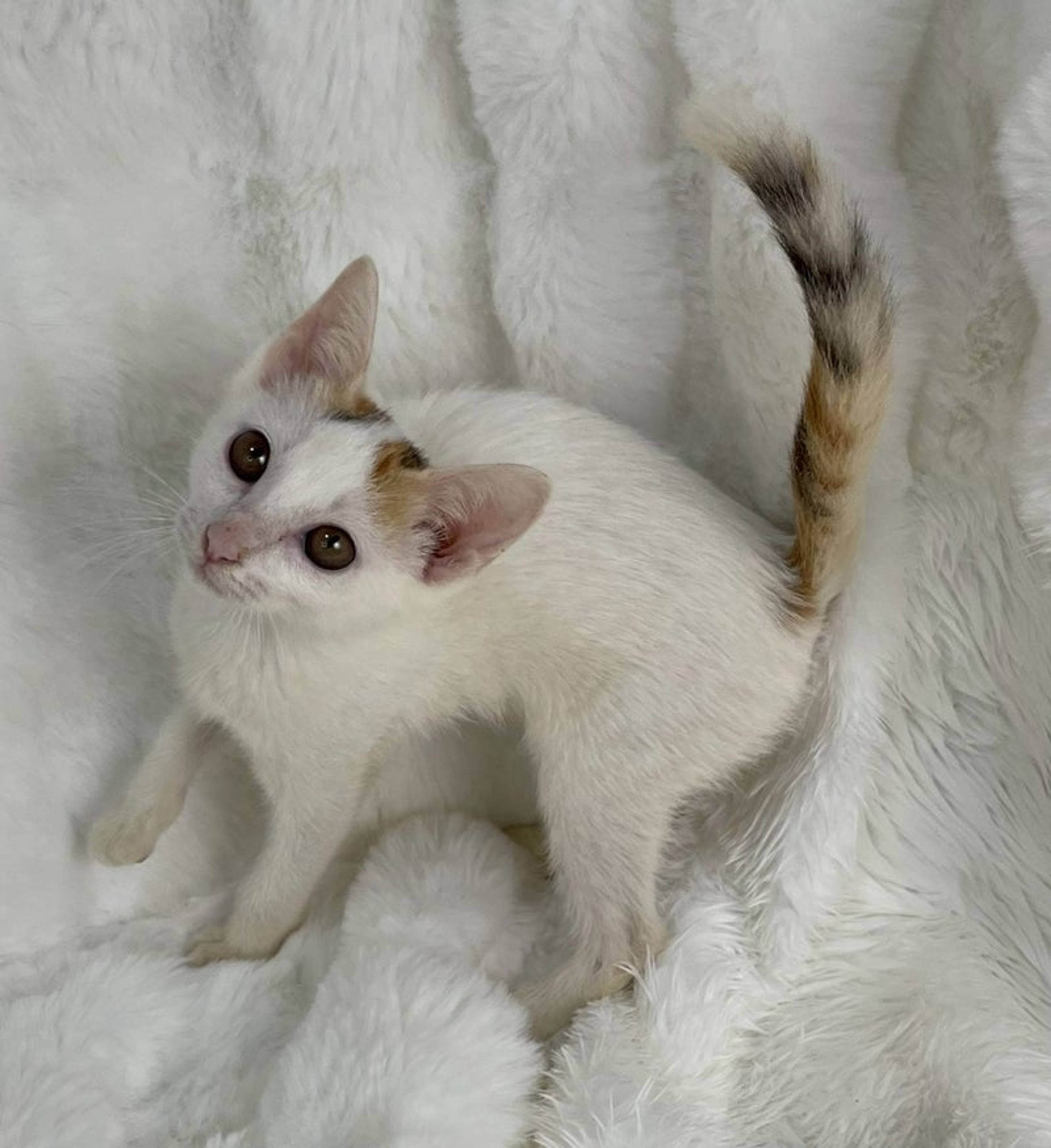 雑種（ミックス猫）・メスの里親募集の写真