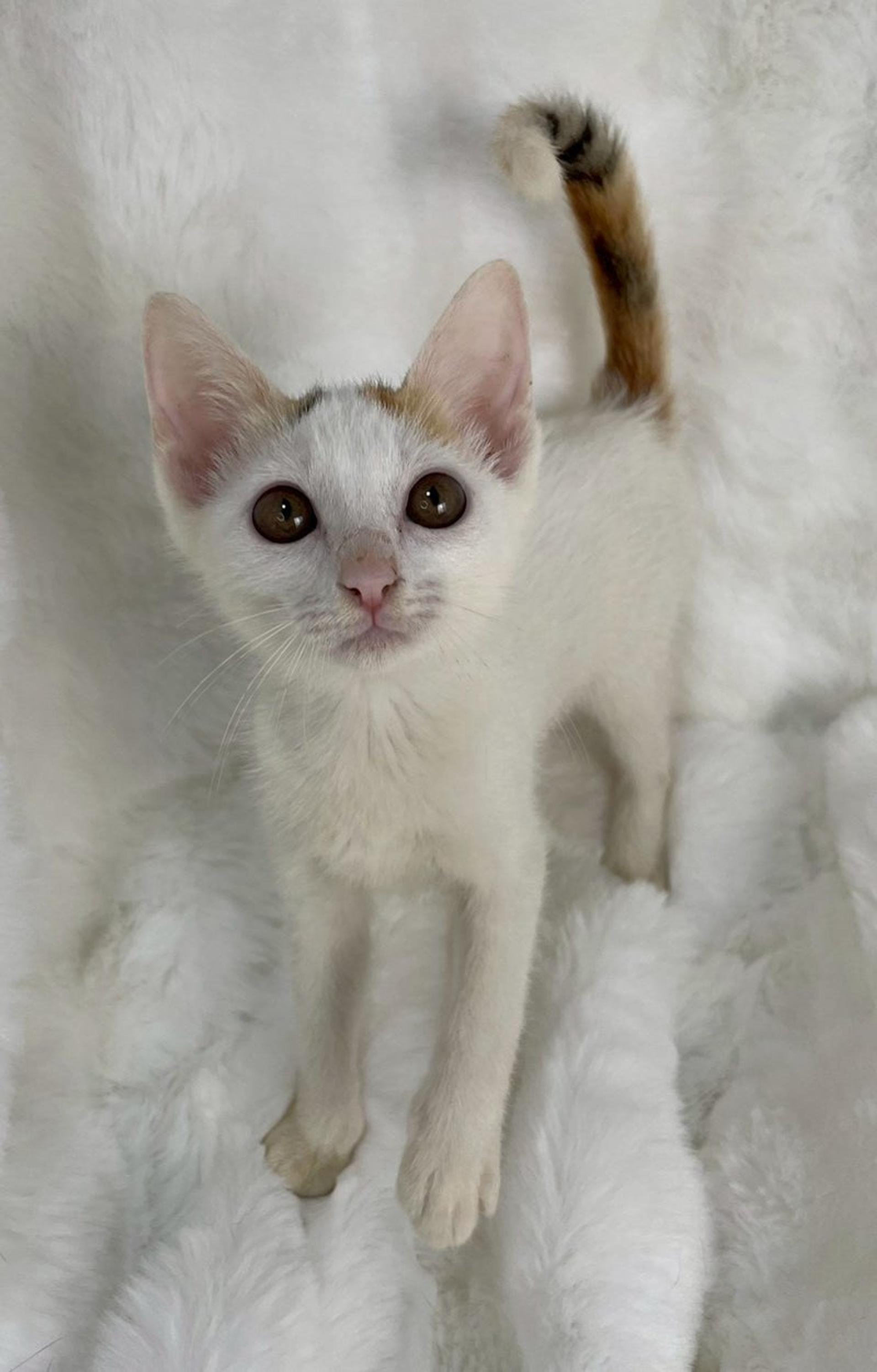 pet-image-2