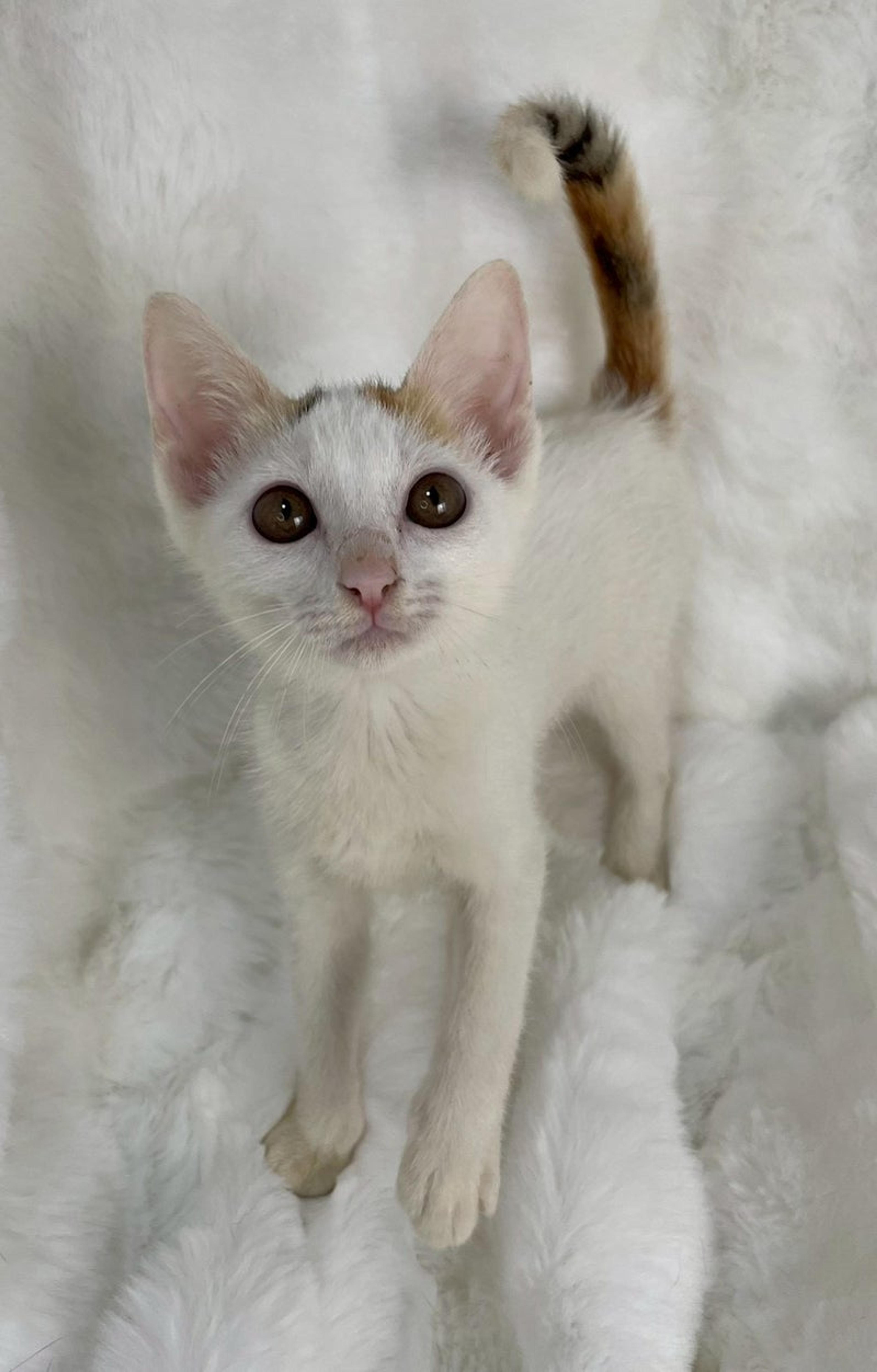 pet-image-2