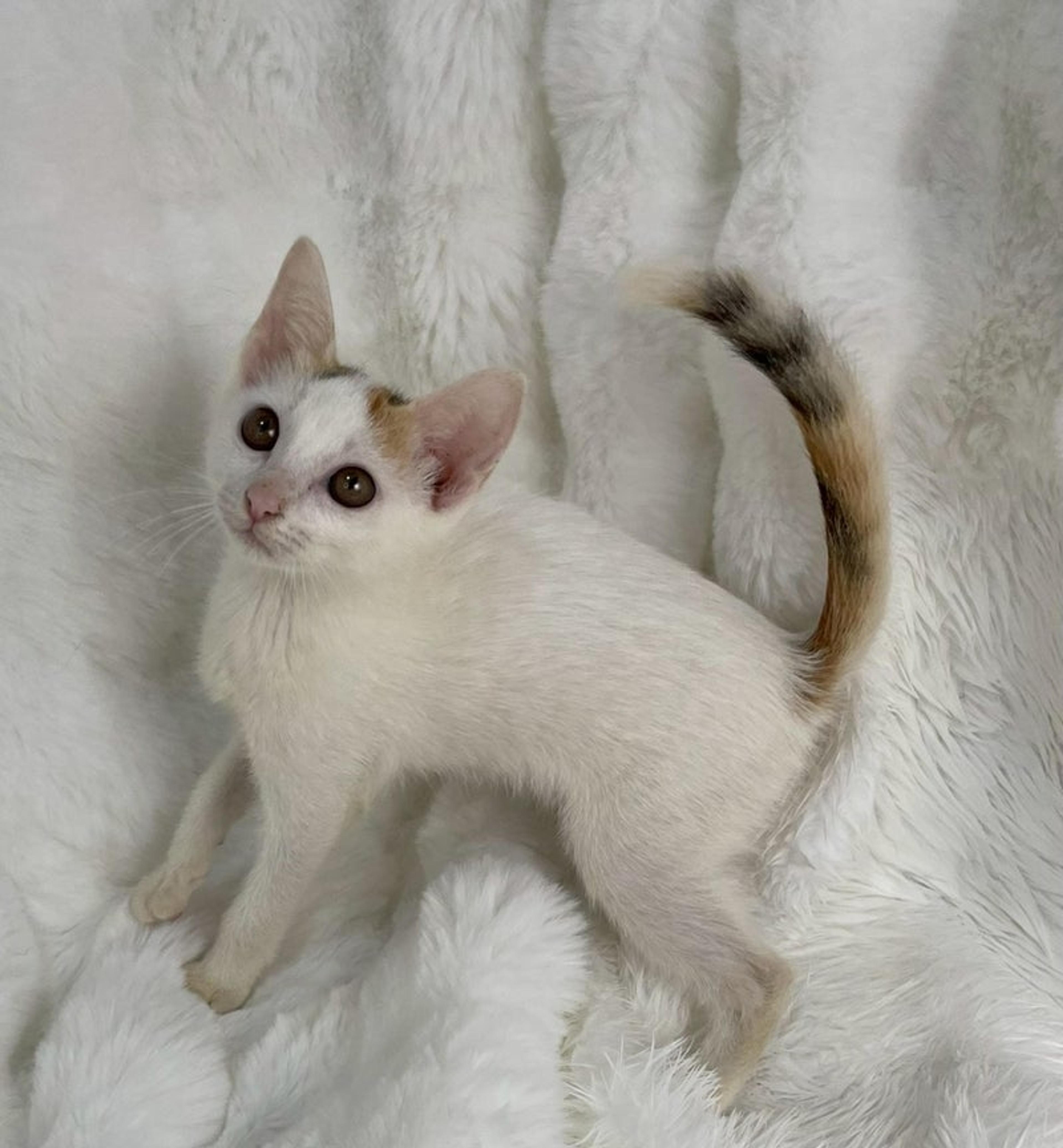 pet-image-3