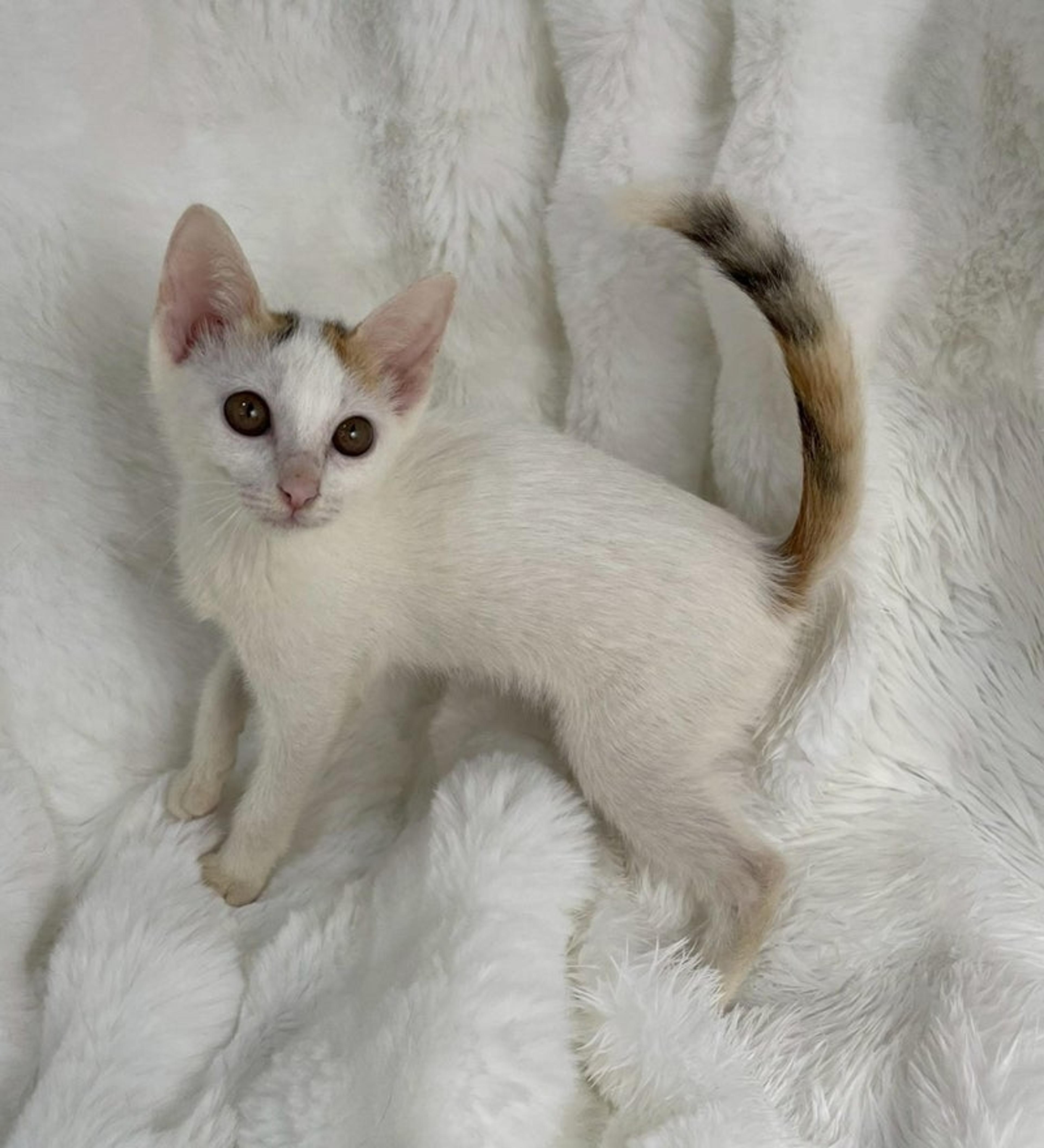 pet-image-4