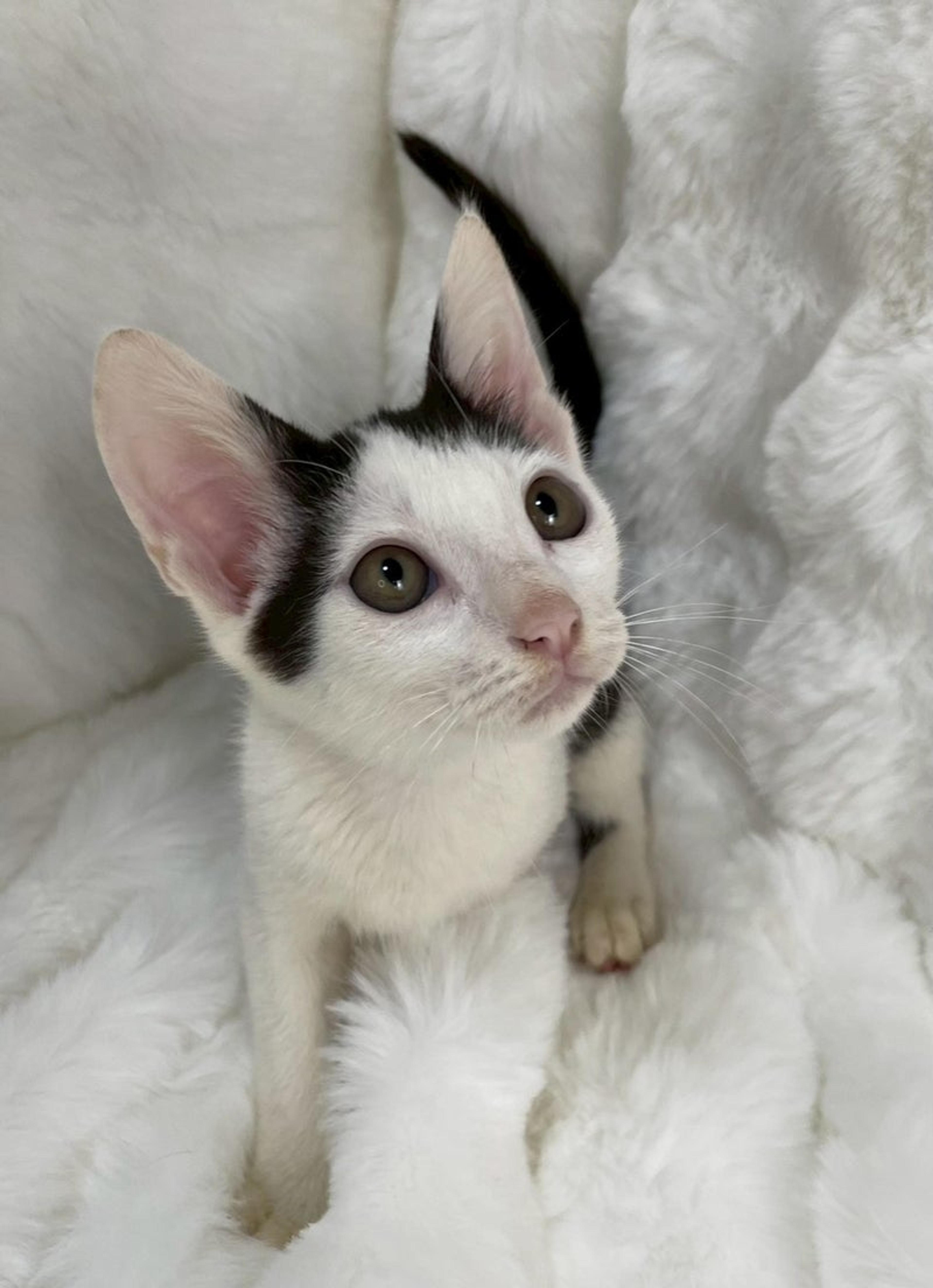 pet-image-3