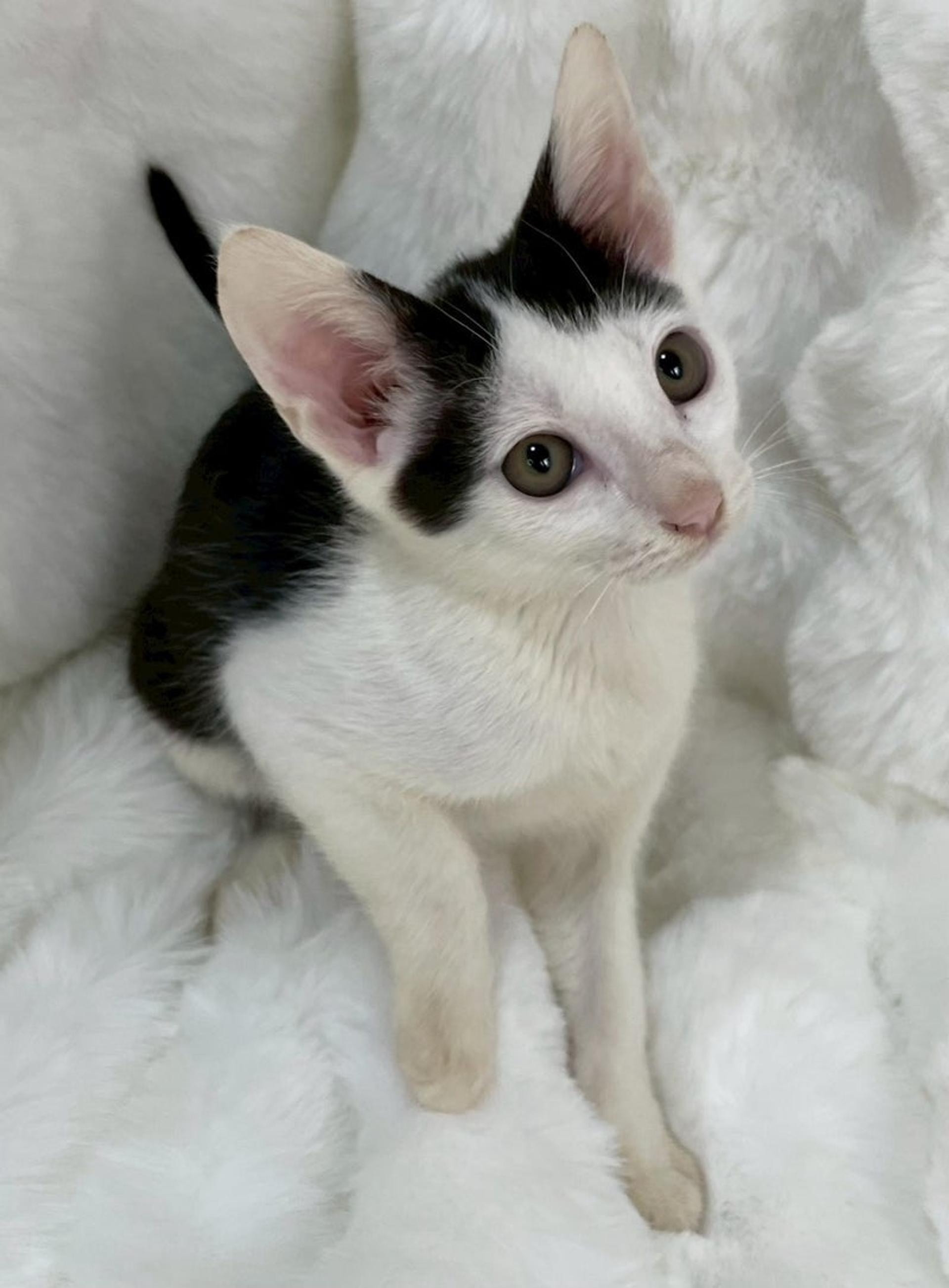 pet-image-4