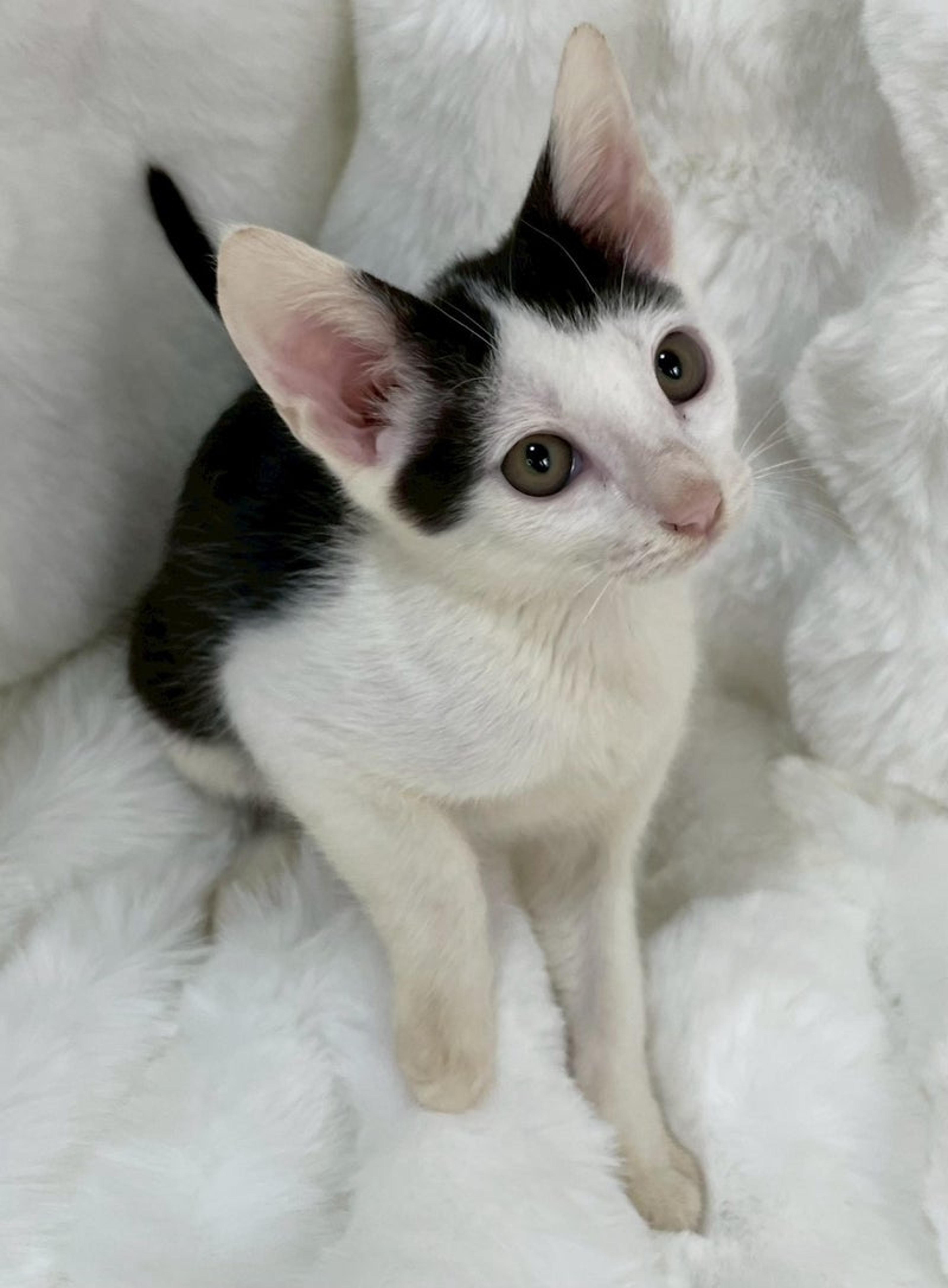 pet-image-4