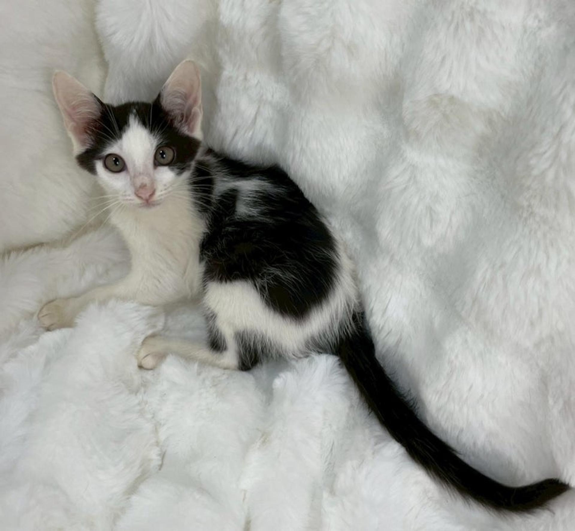 pet-image-2