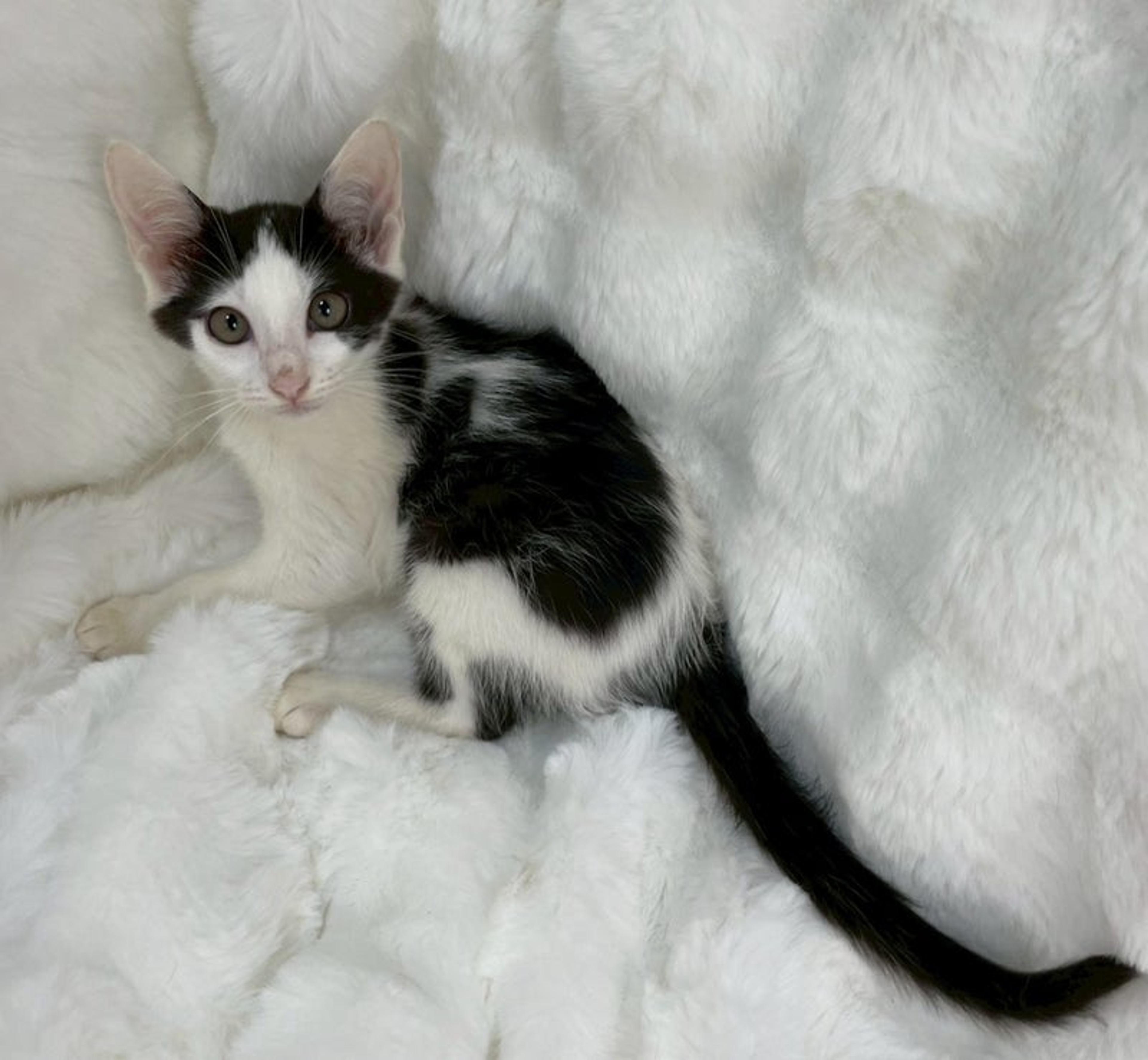 pet-image-2