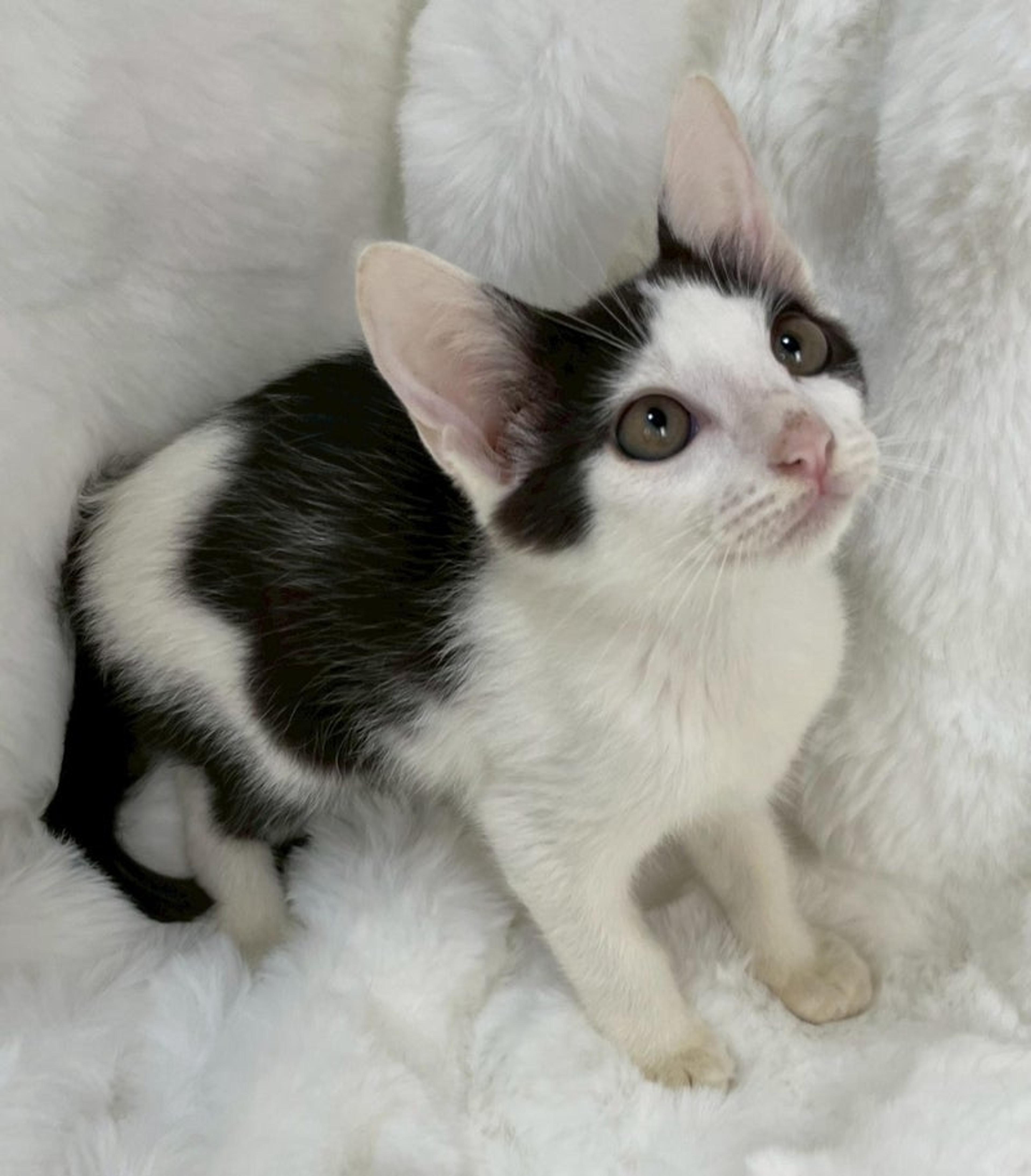 pet-image-3