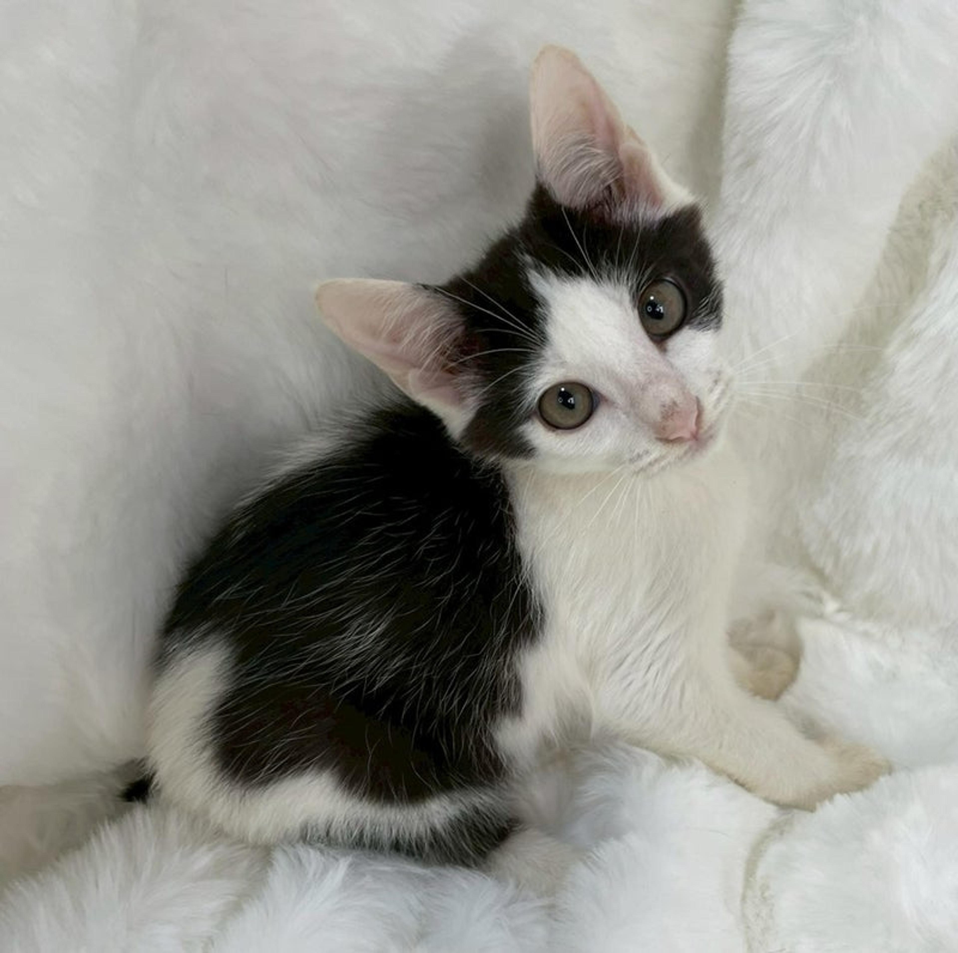 pet-image-4