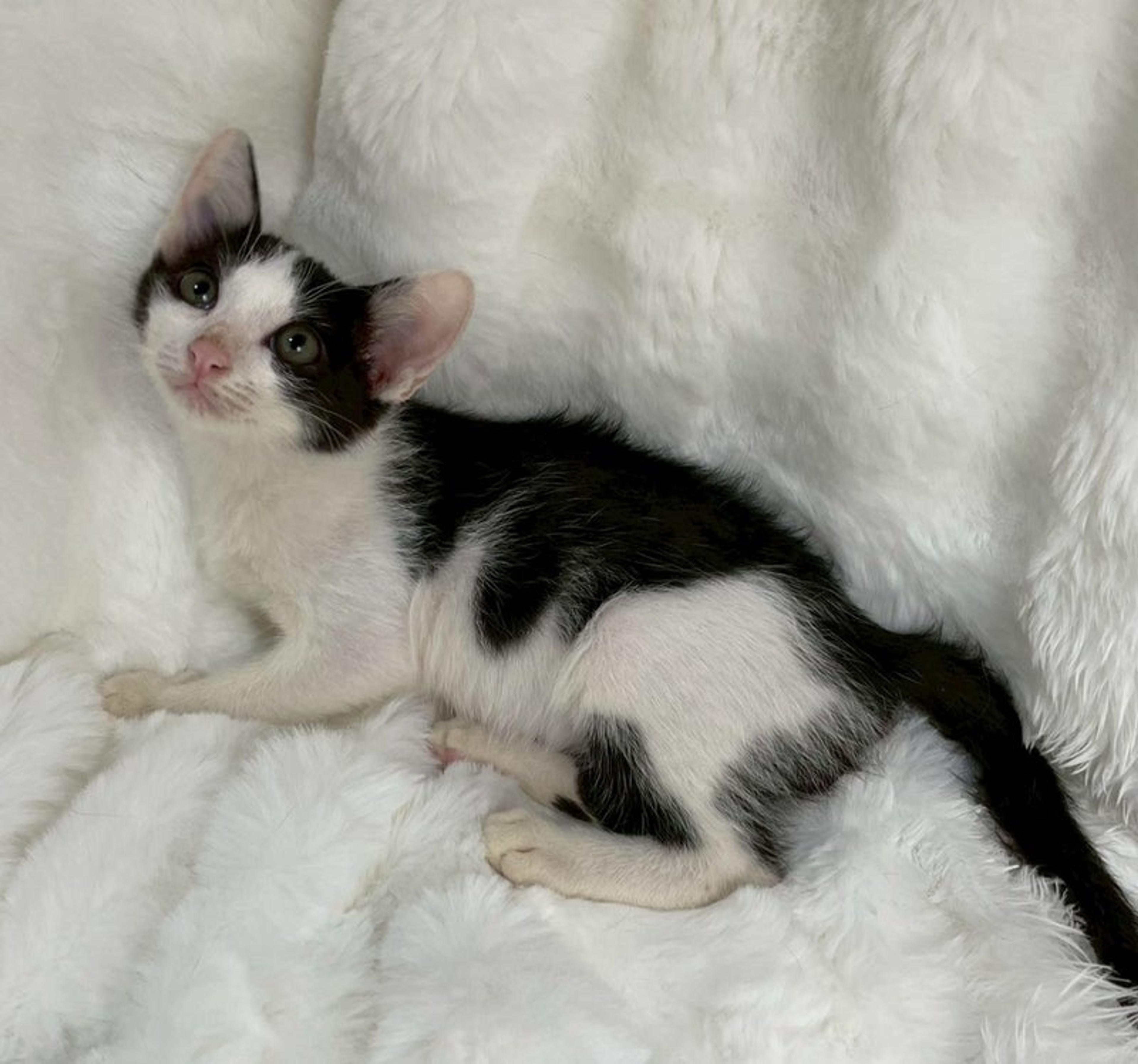 pet-image-2