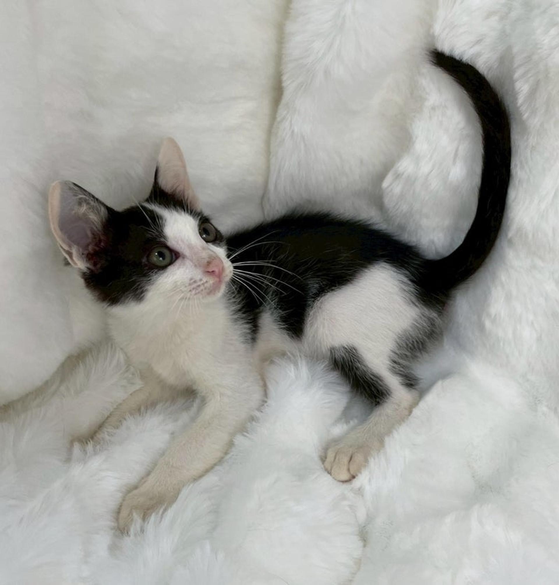 pet-image-3