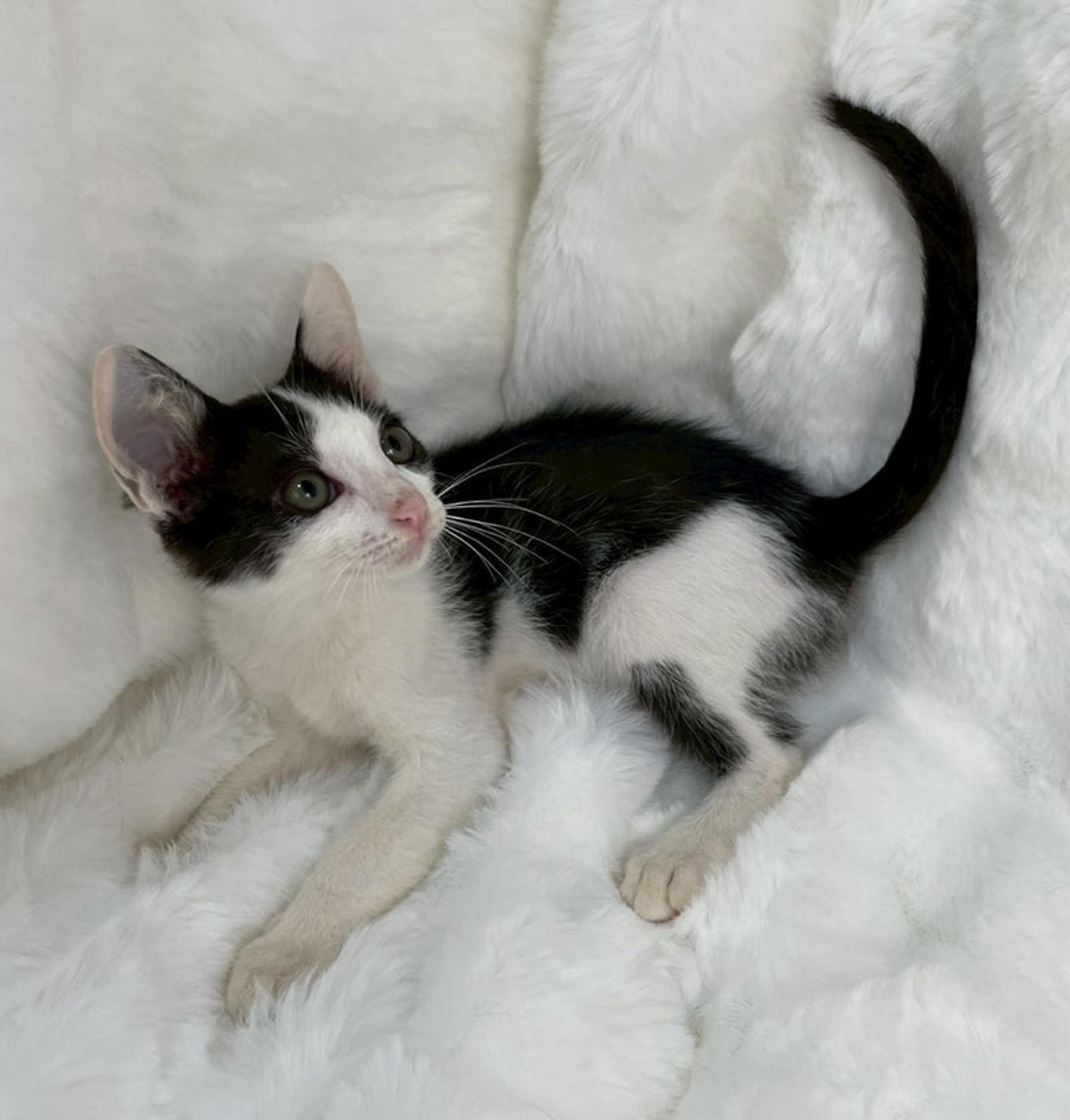 pet-image-3