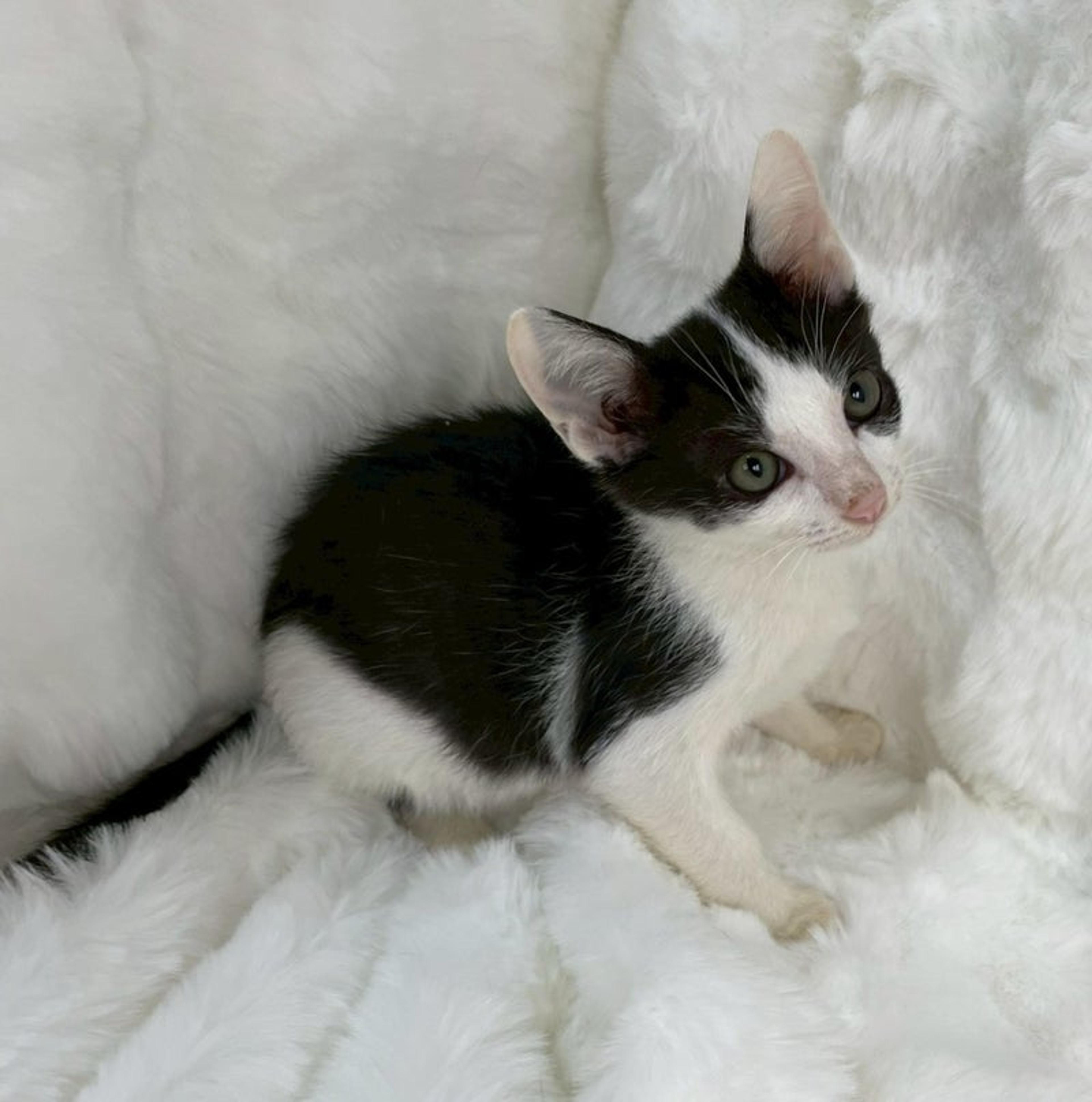 pet-image-4