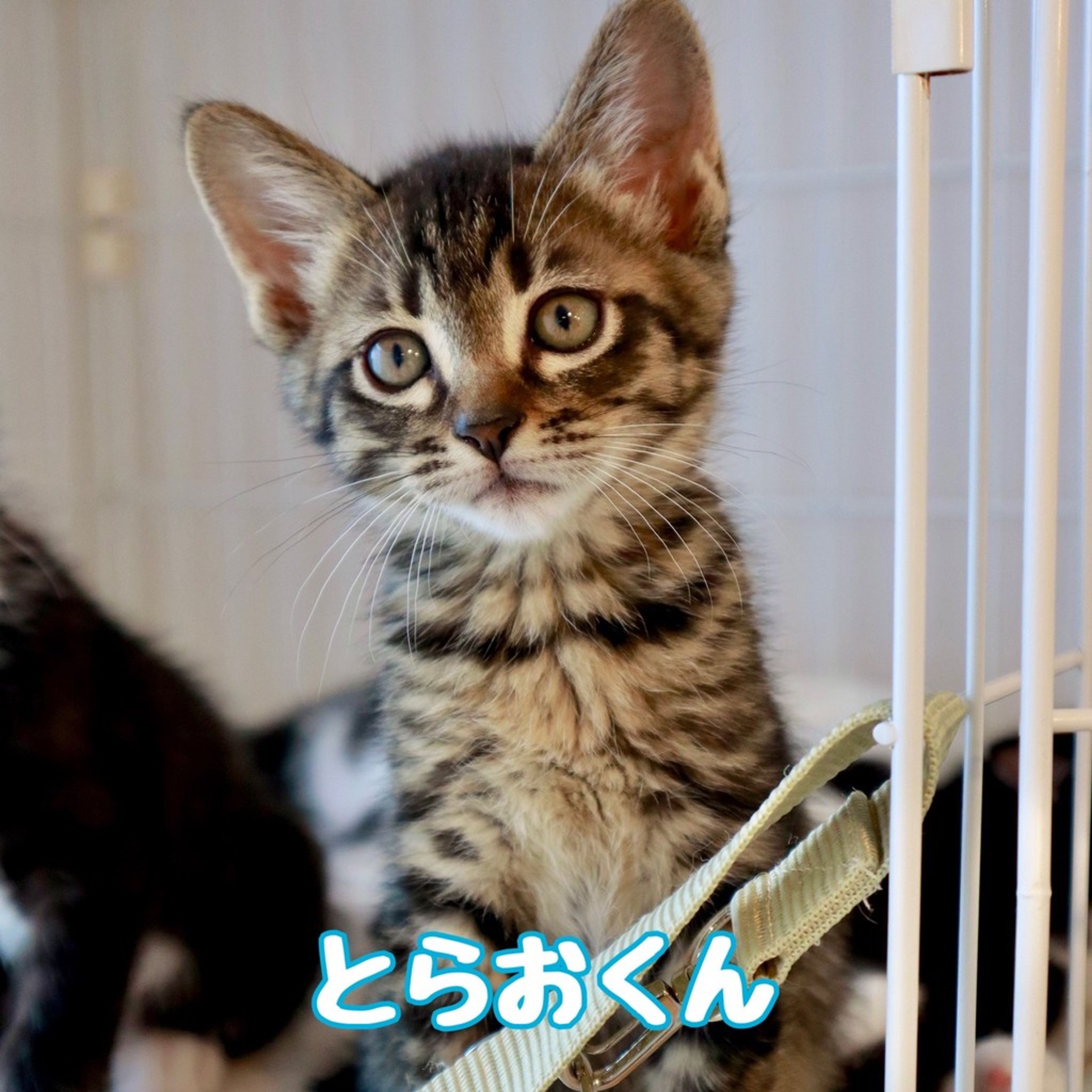 雑種（ミックス猫）・オスの里親募集の写真