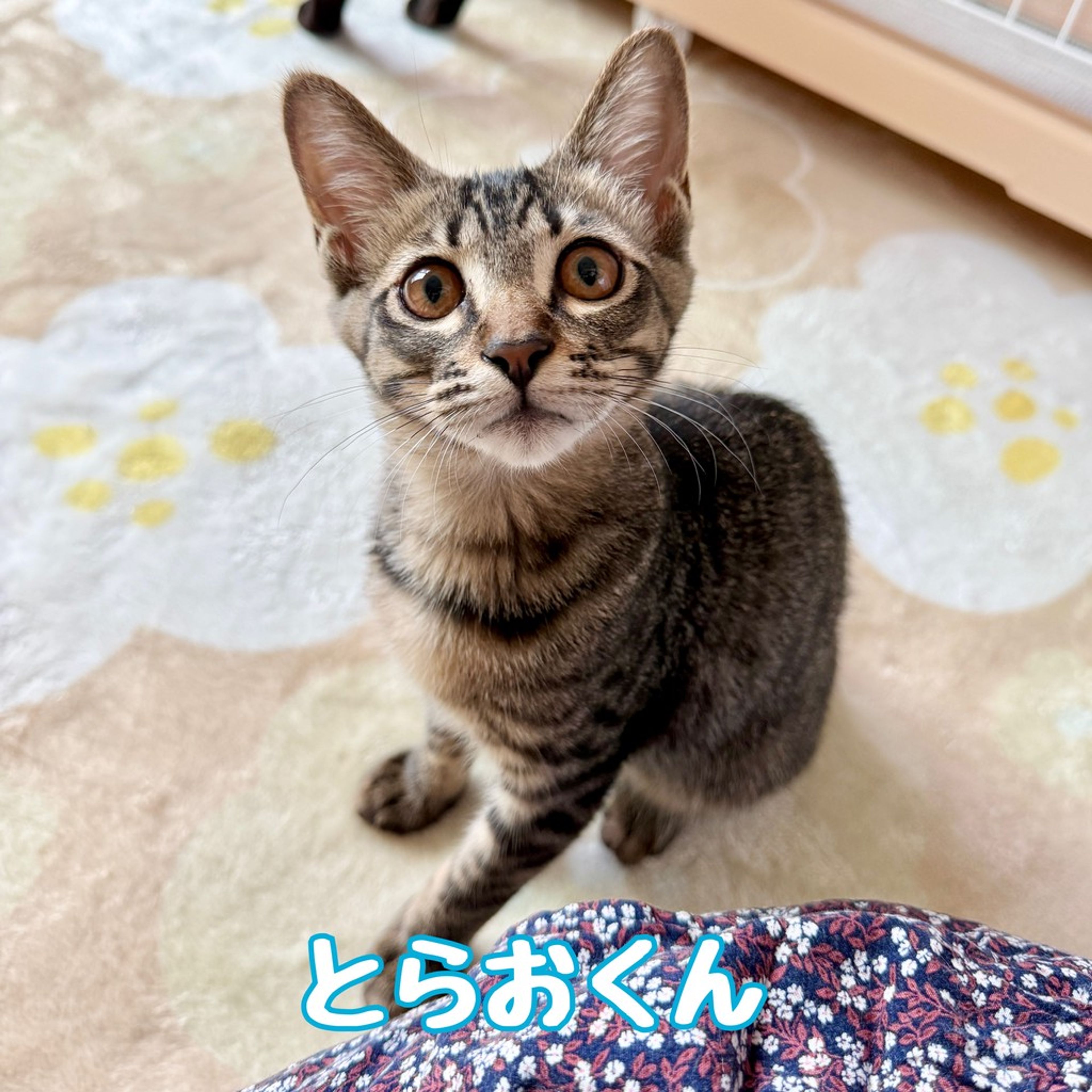 雑種（ミックス猫）・オスの里親募集の写真