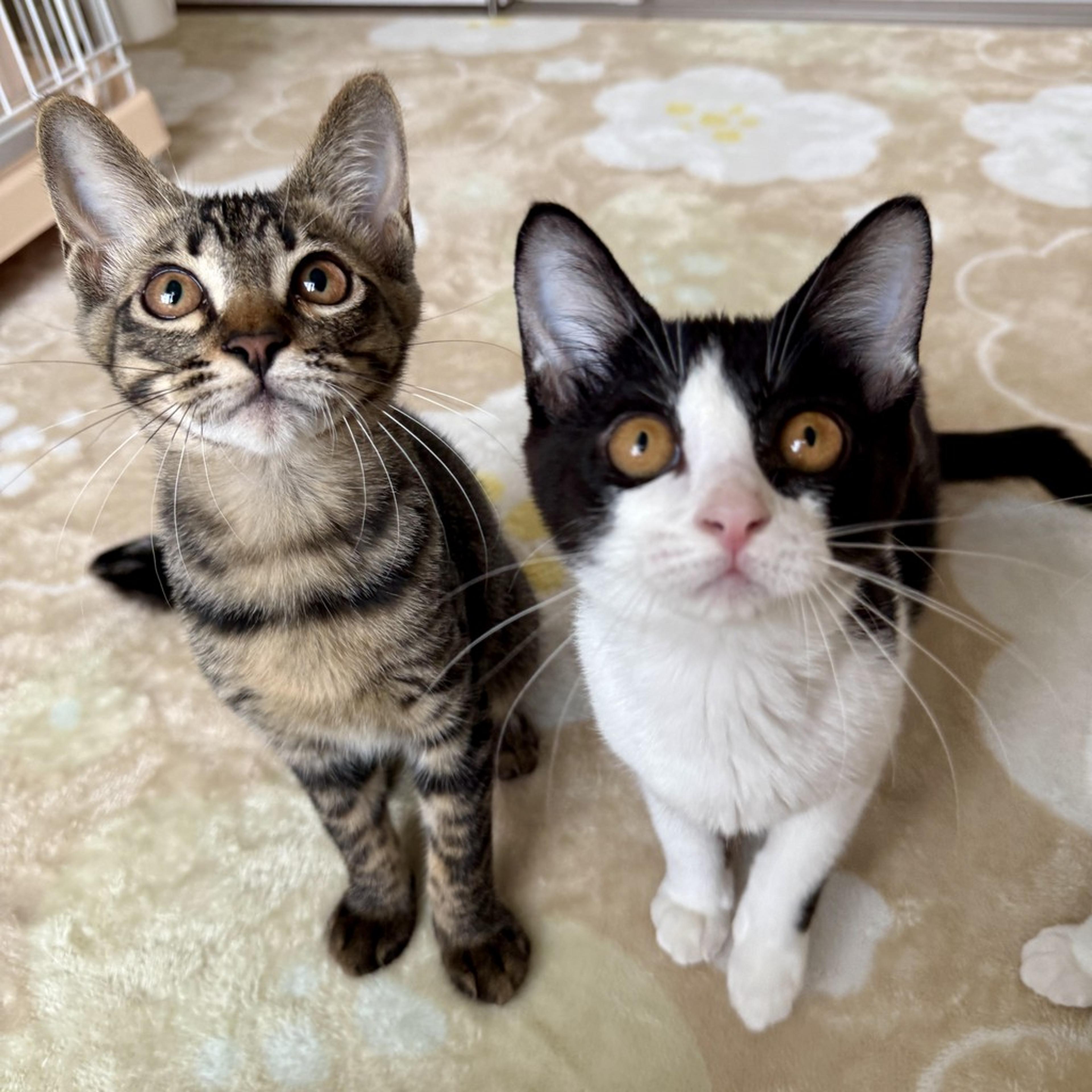 pet-image-5