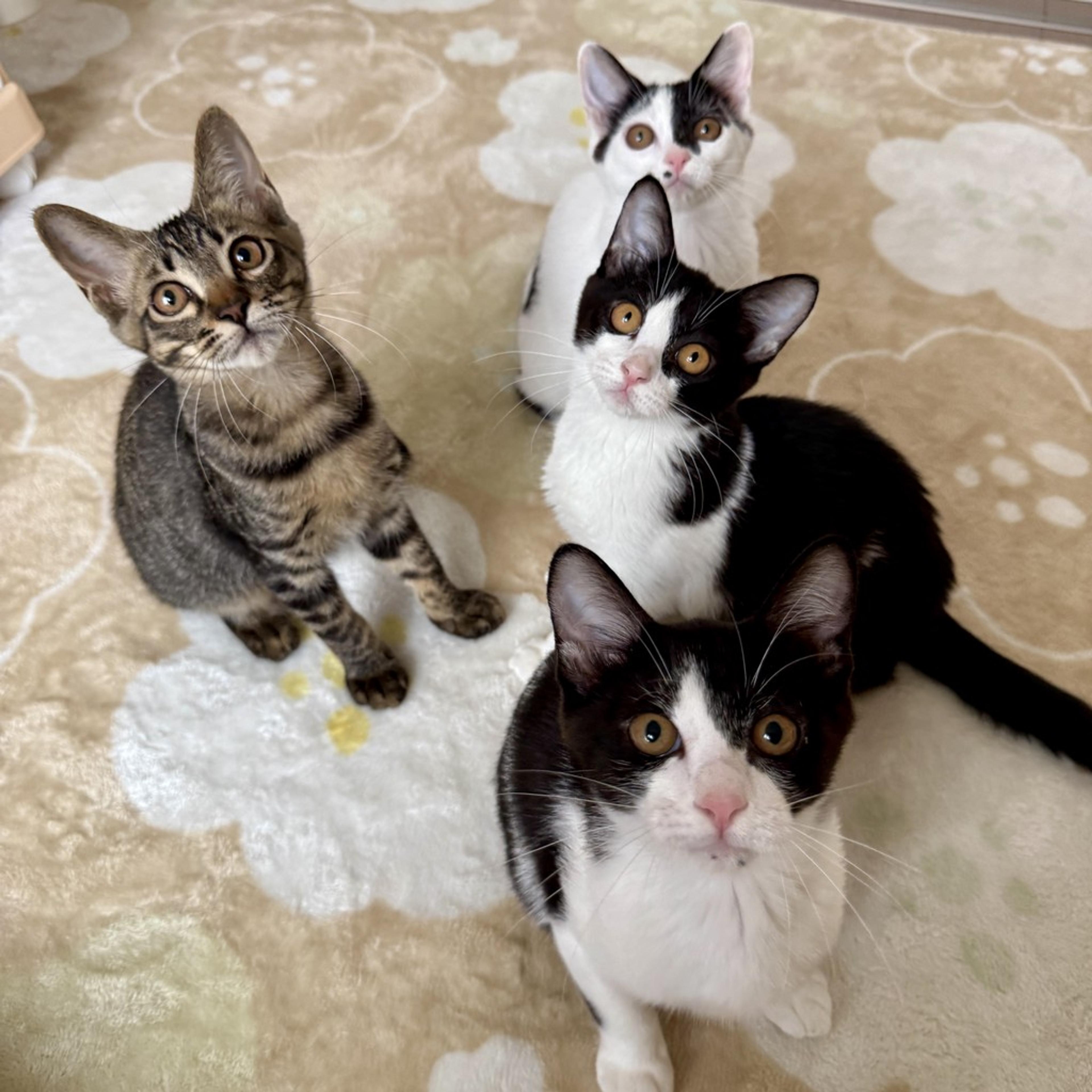 pet-image-7
