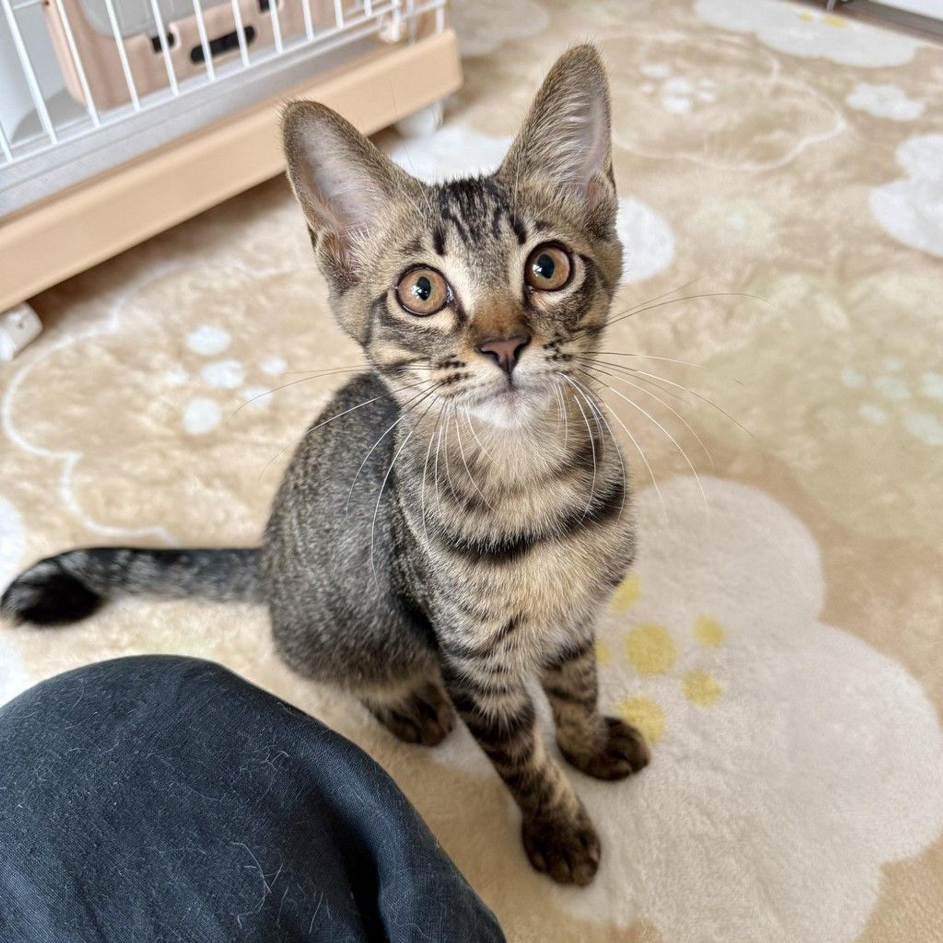 pet-image-2