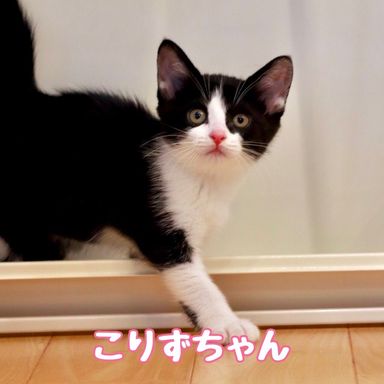 こりずの写真