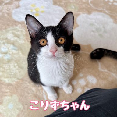 こりずの写真