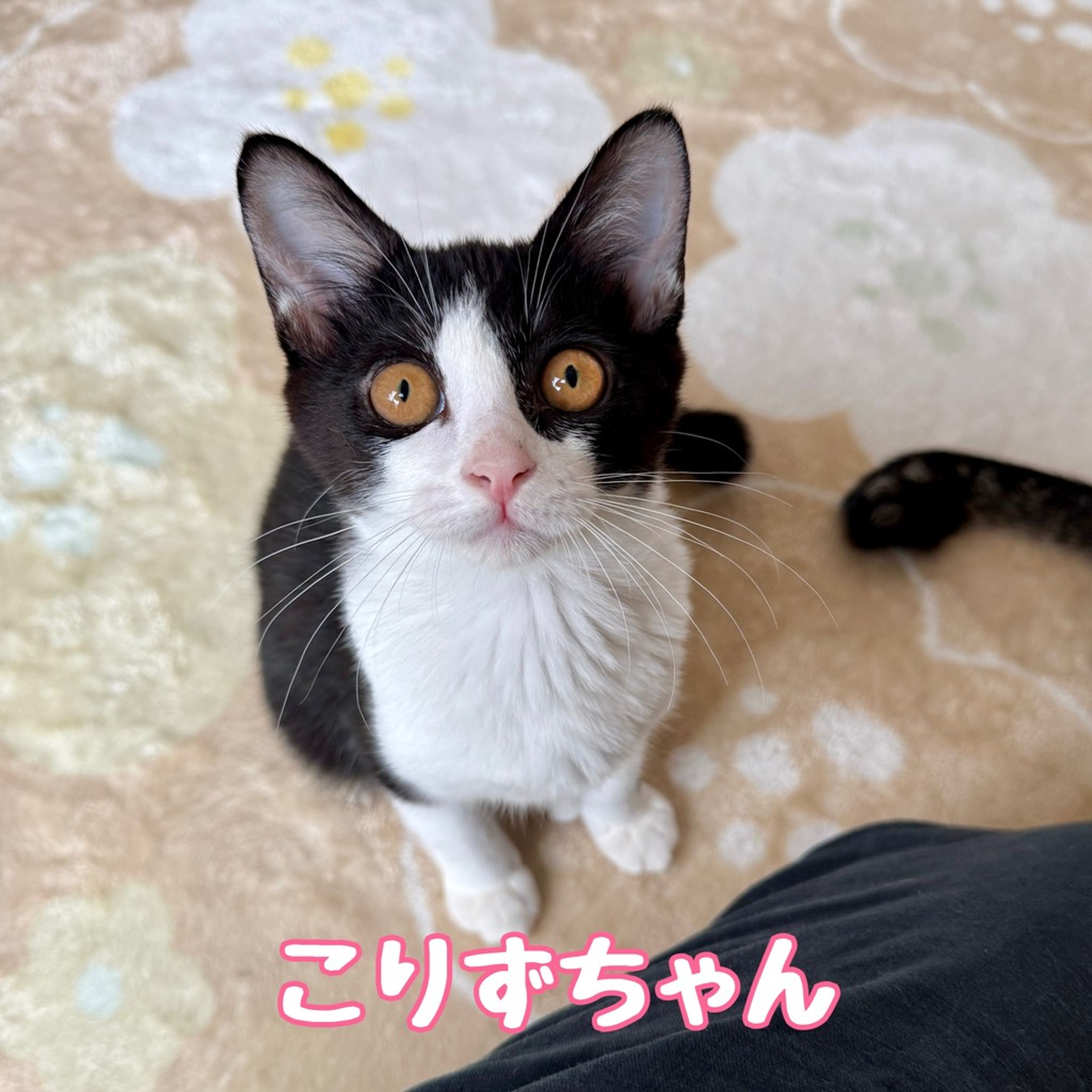 雑種（ミックス猫）・メスの里親募集の写真