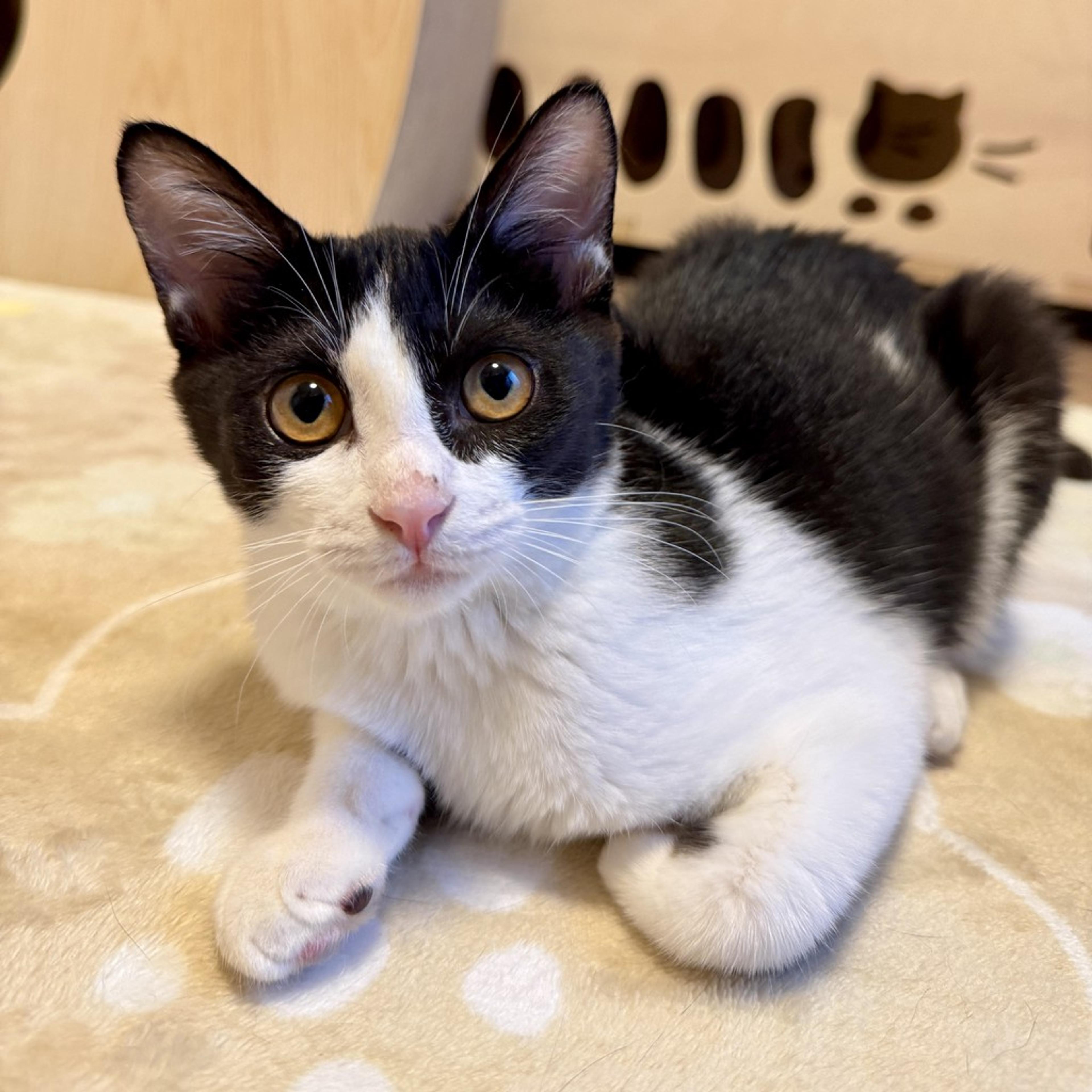 pet-image-2