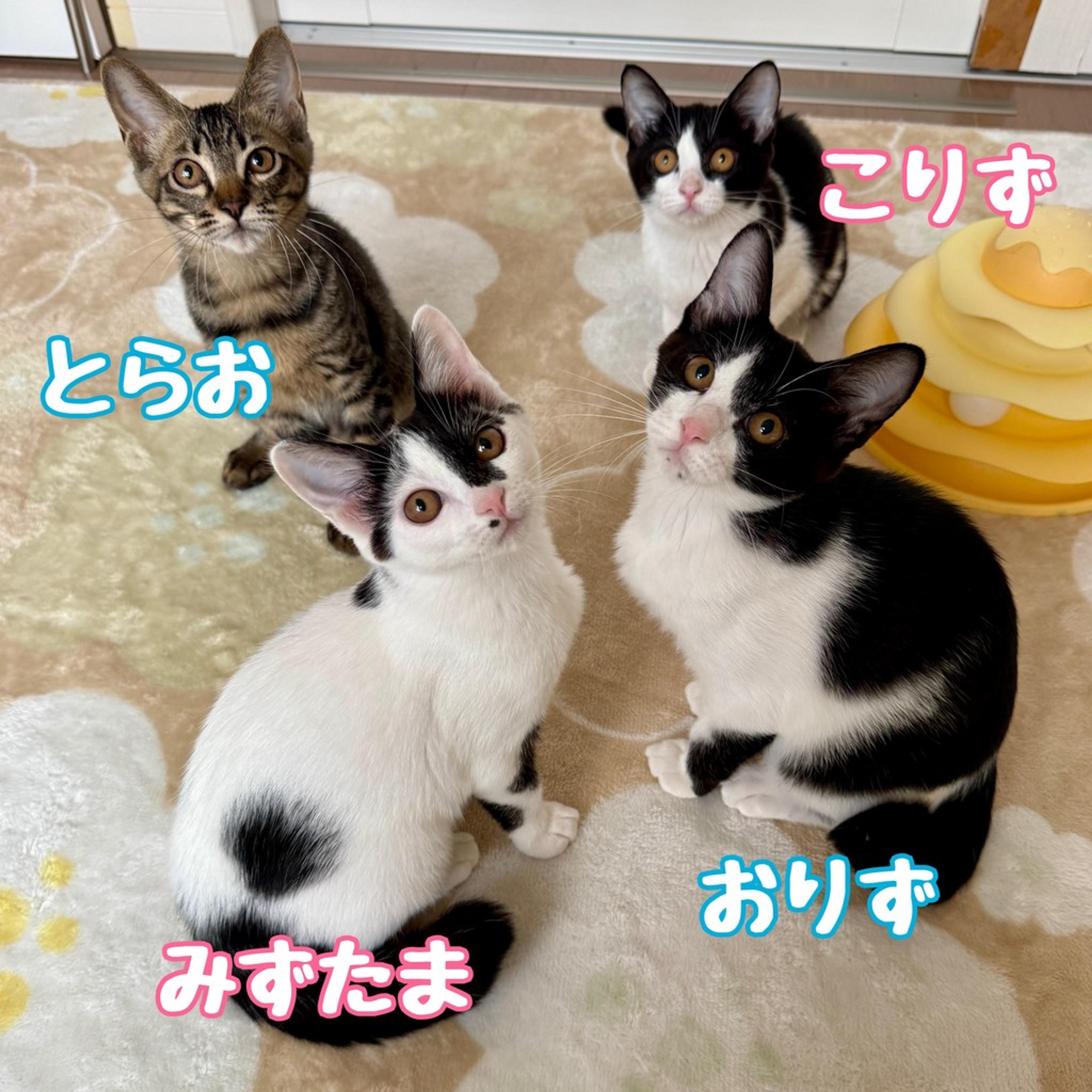 pet-image-5