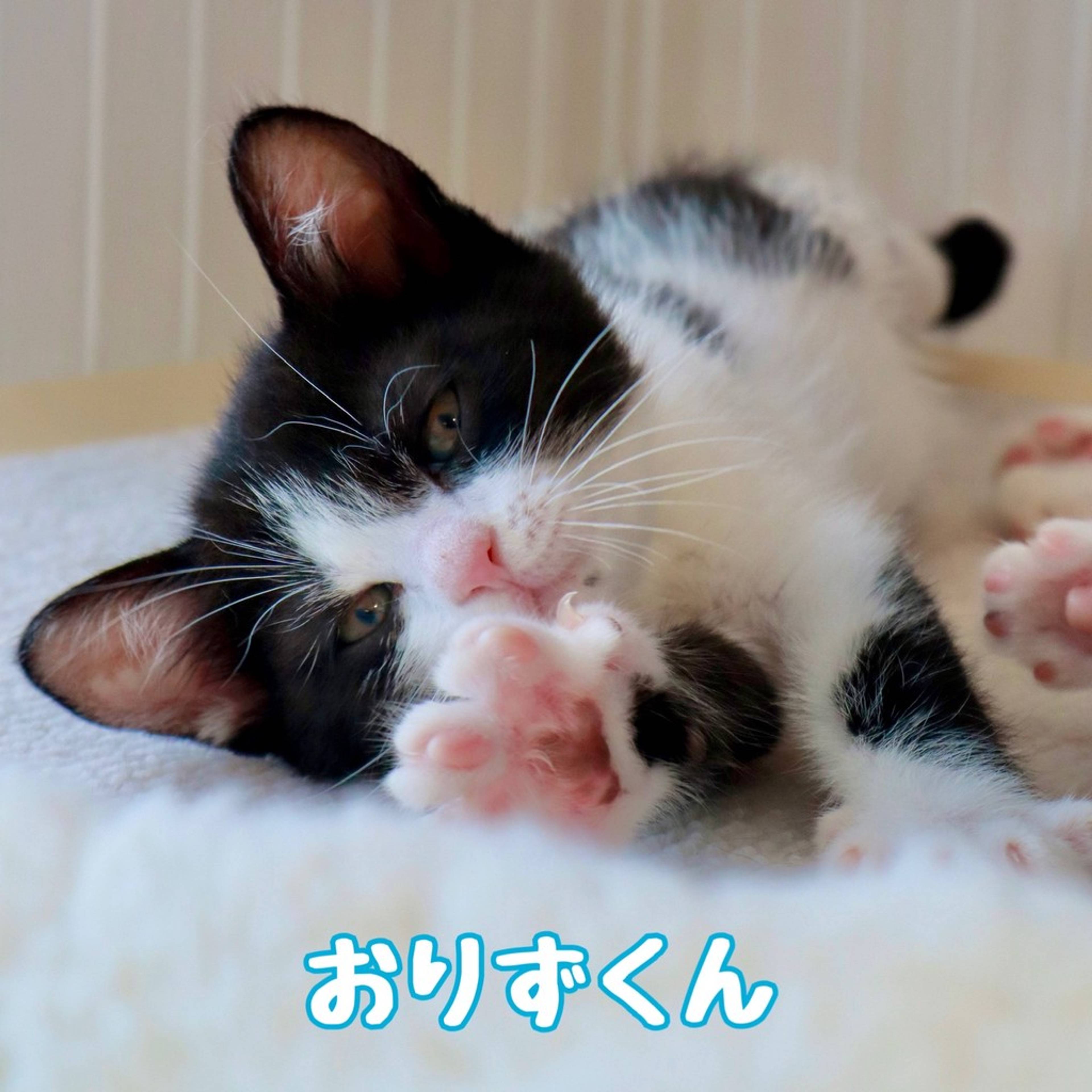 雑種（ミックス猫）・オスの里親募集の写真