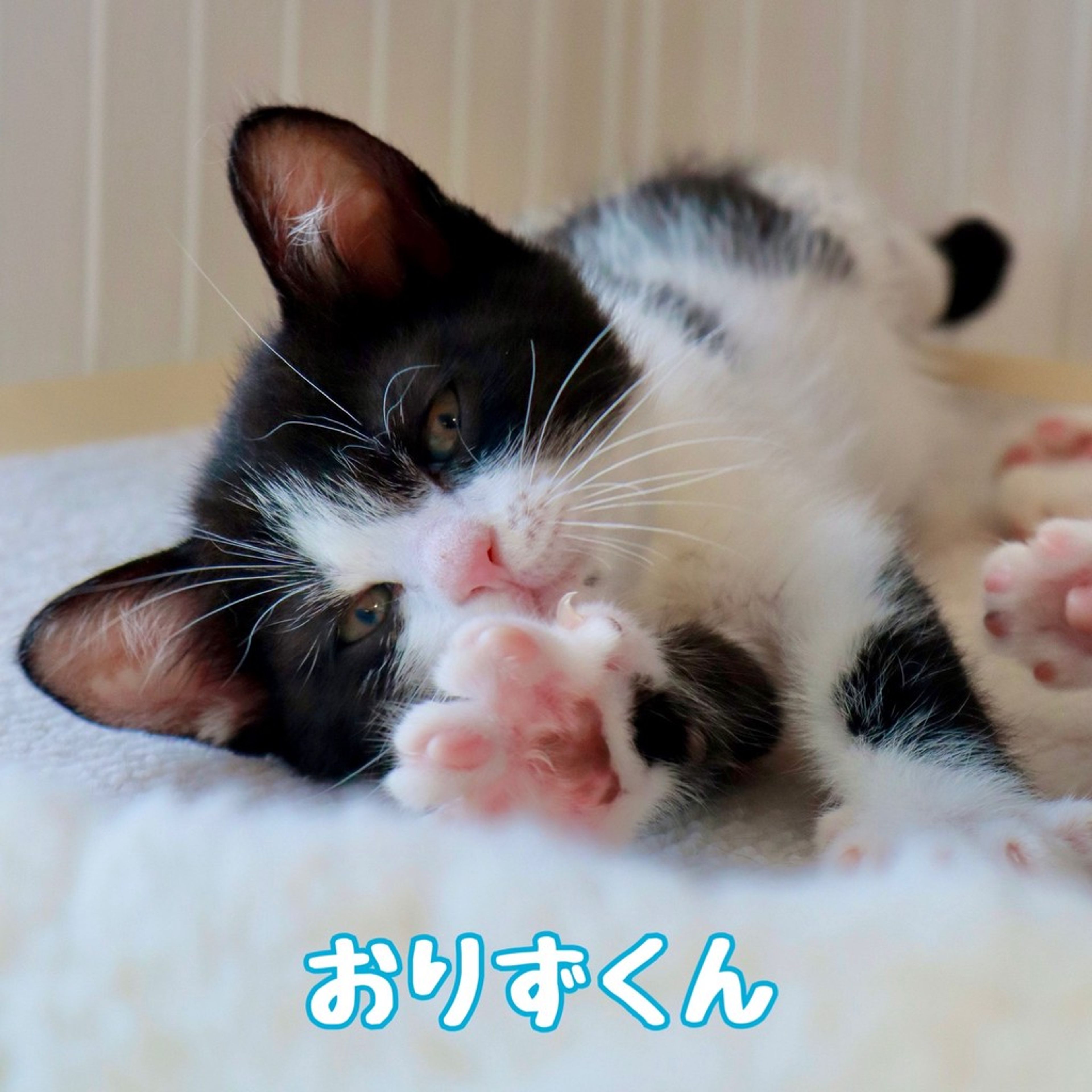 雑種（ミックス猫）・オスの里親募集の写真
