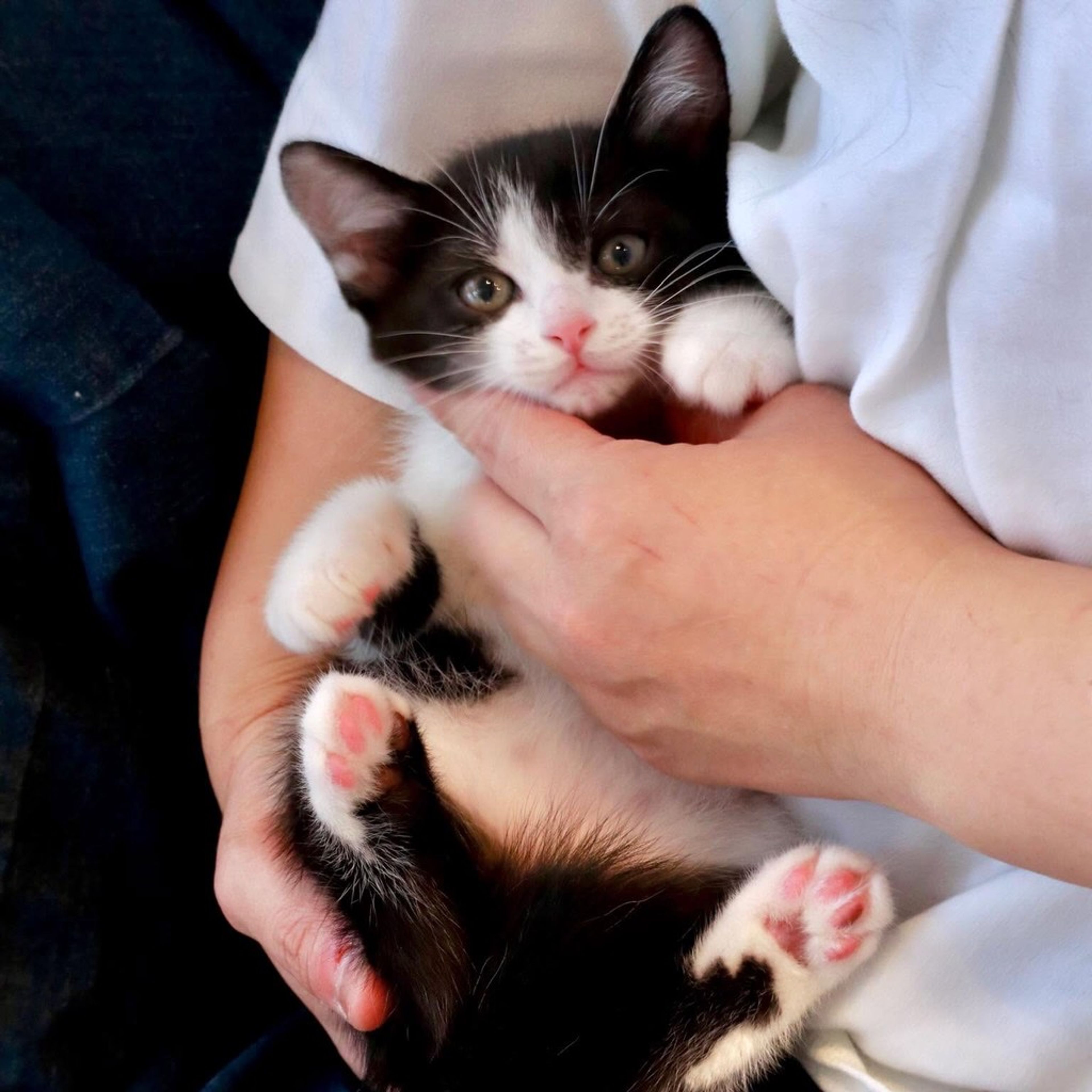pet-image-2