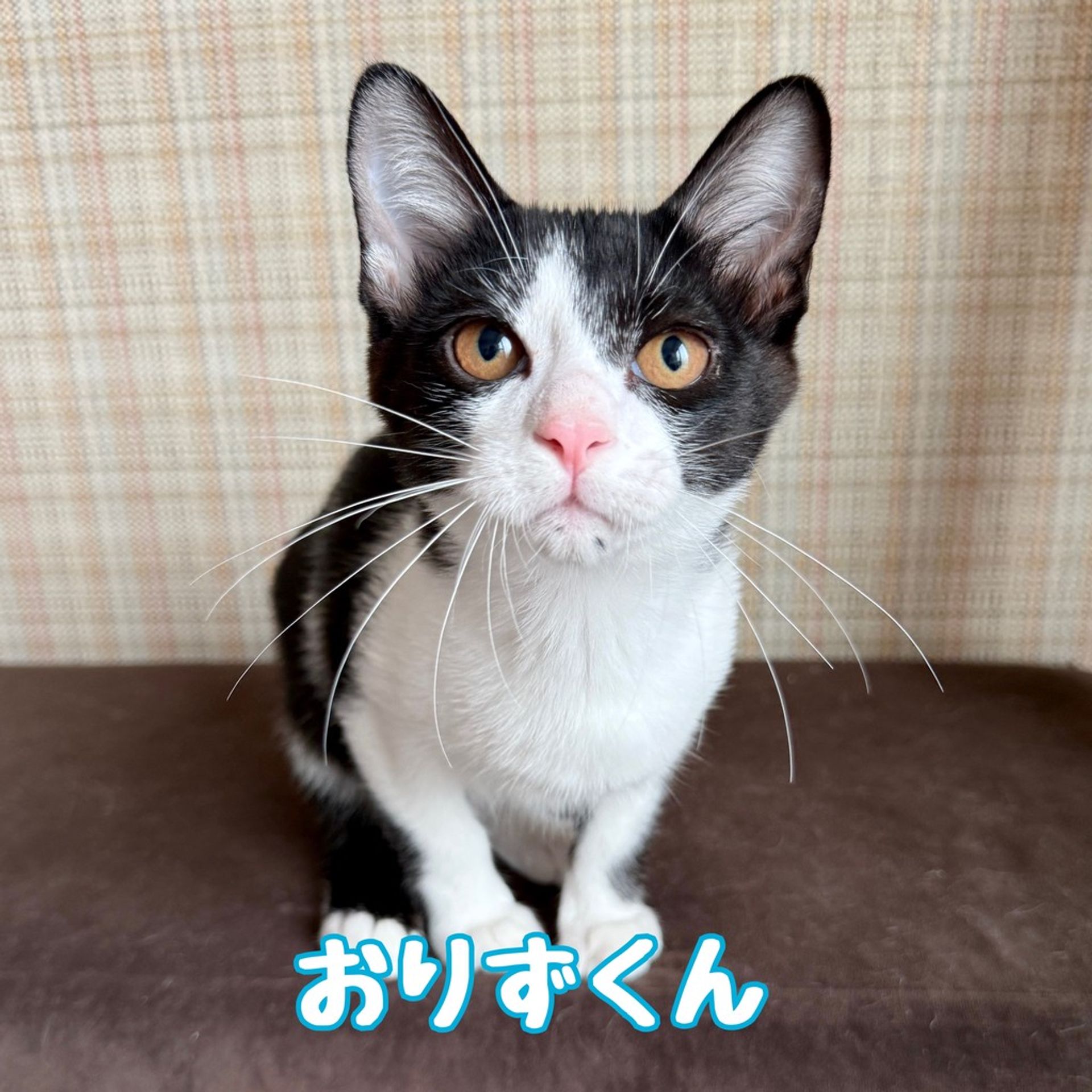 雑種（ミックス猫）・オスの里親募集の写真