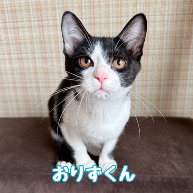 おりずの写真