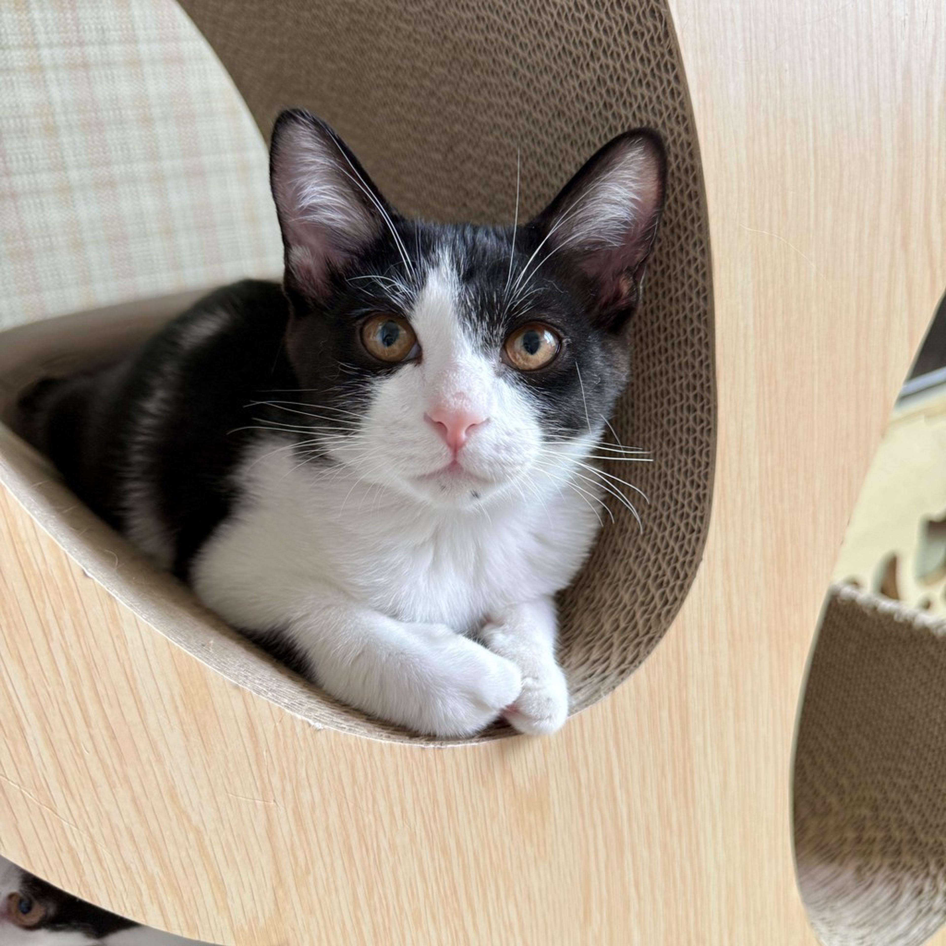 pet-image-2