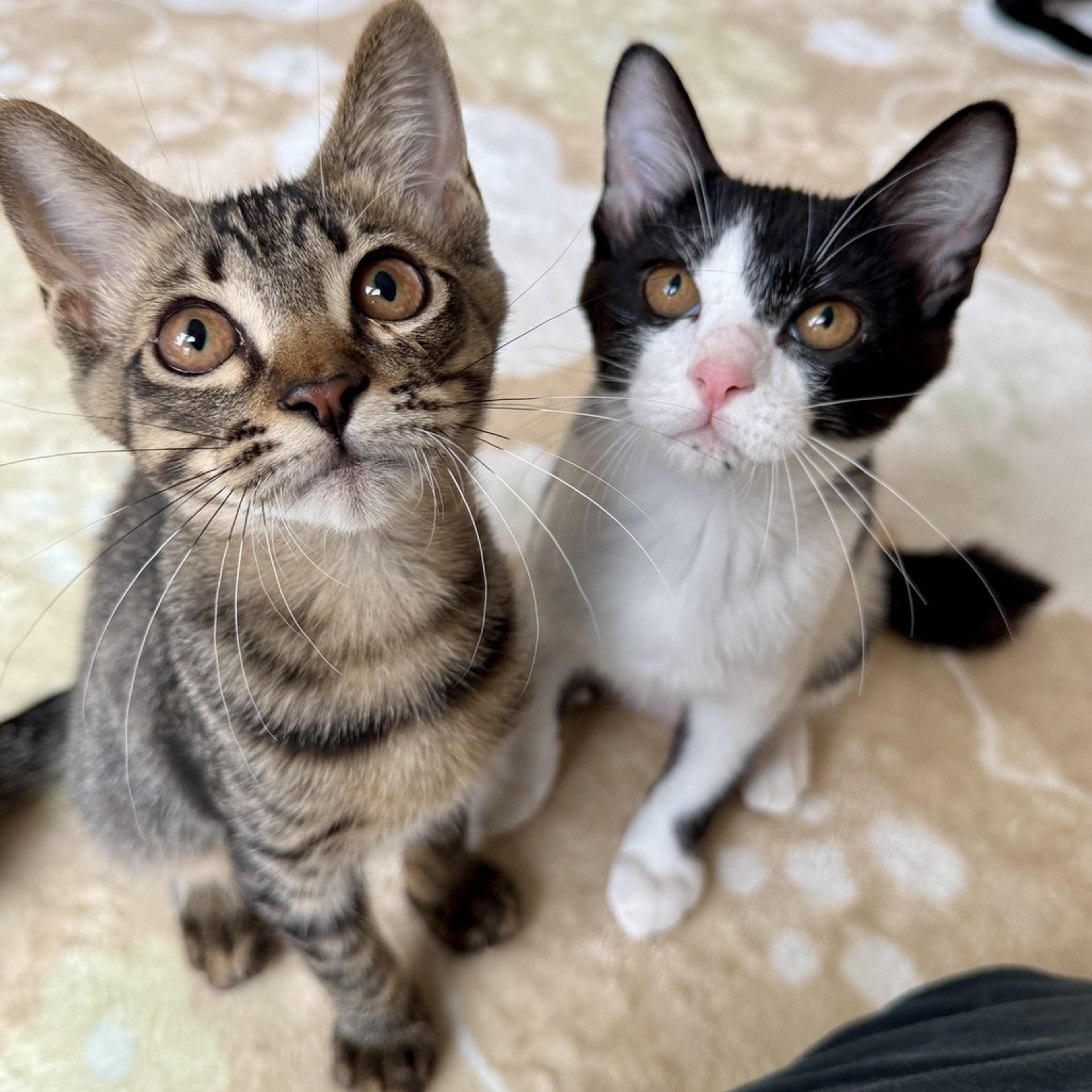 pet-image-3