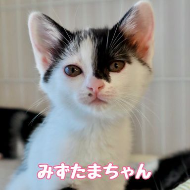 みずたまの写真