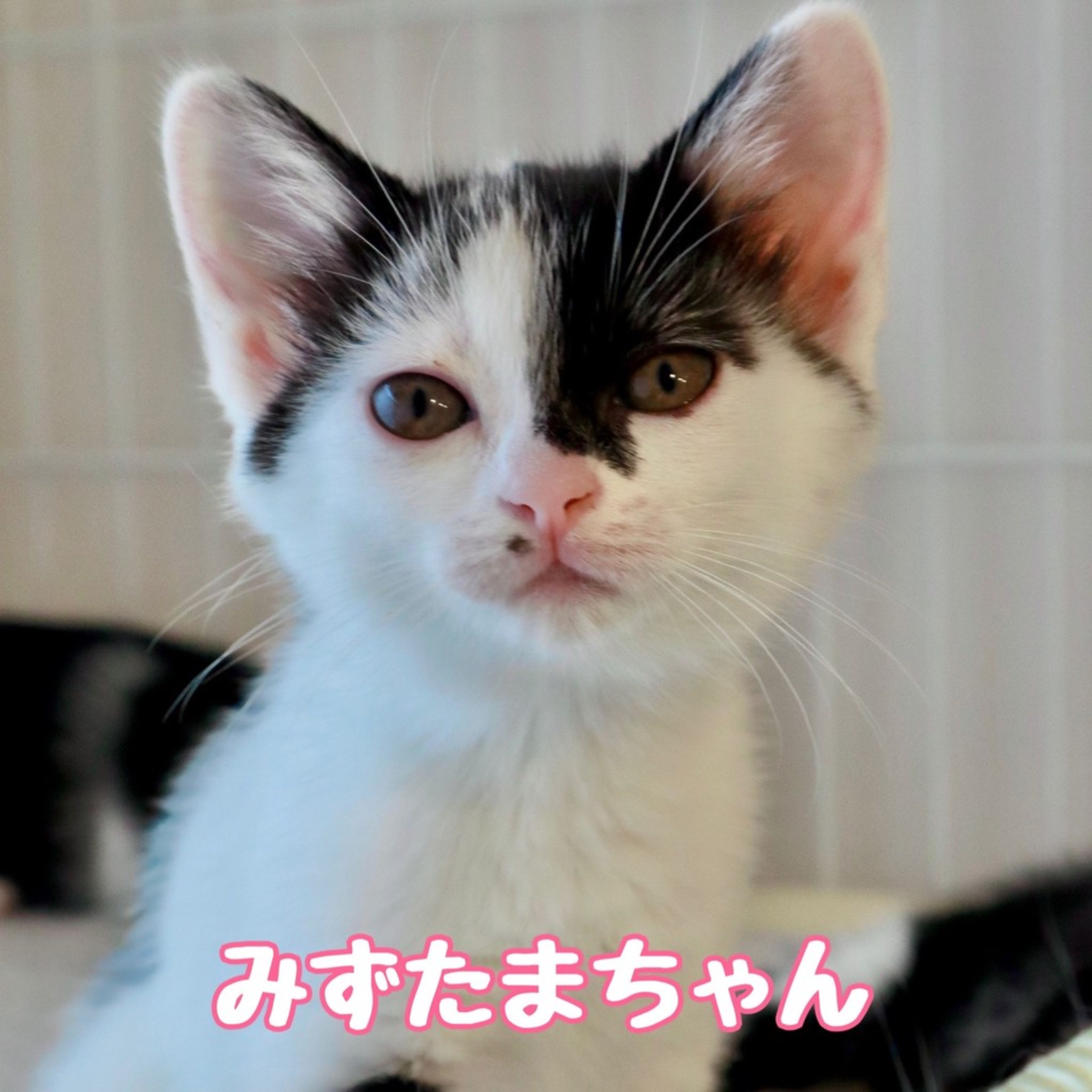 雑種（ミックス猫）・メスの里親募集の写真