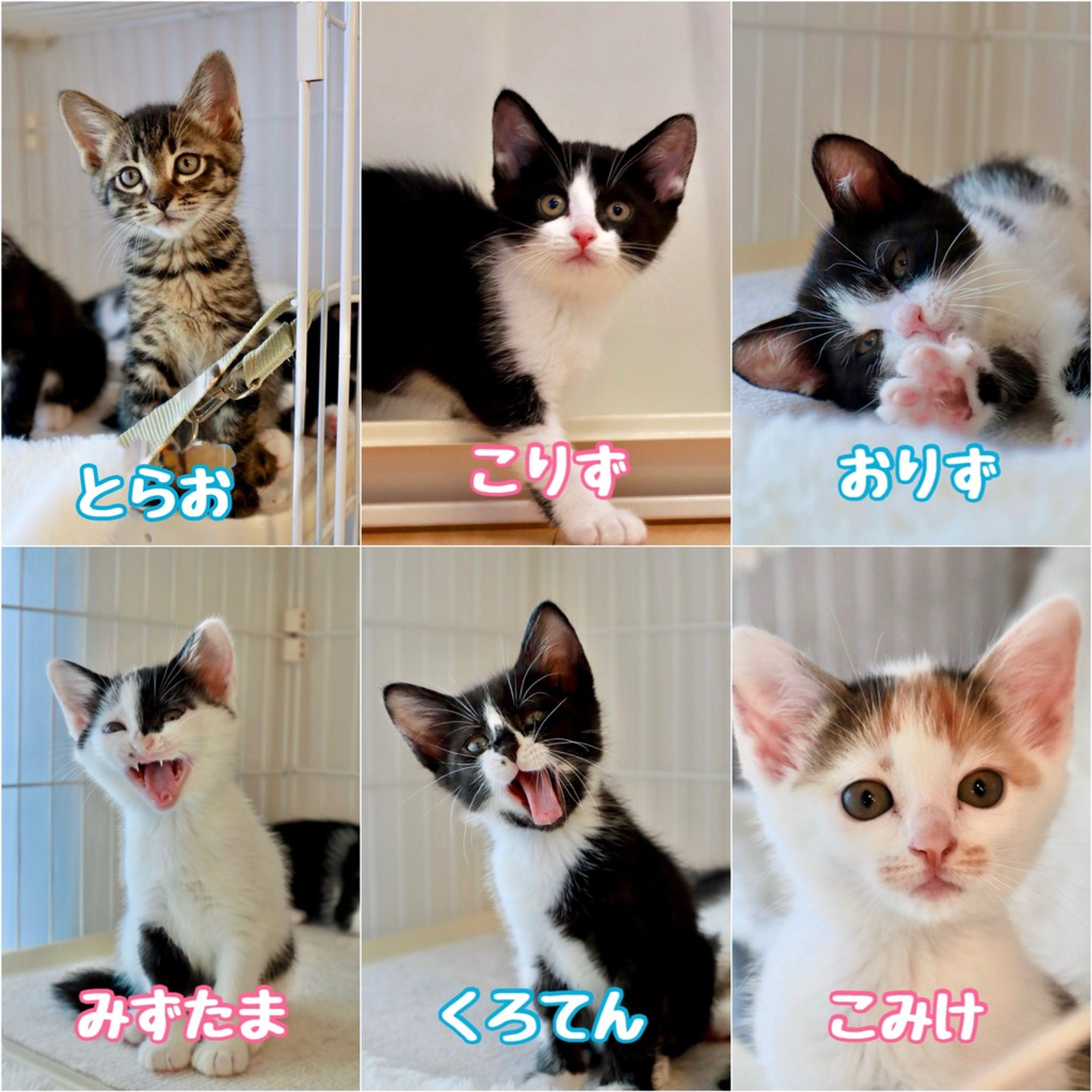 pet-image-4